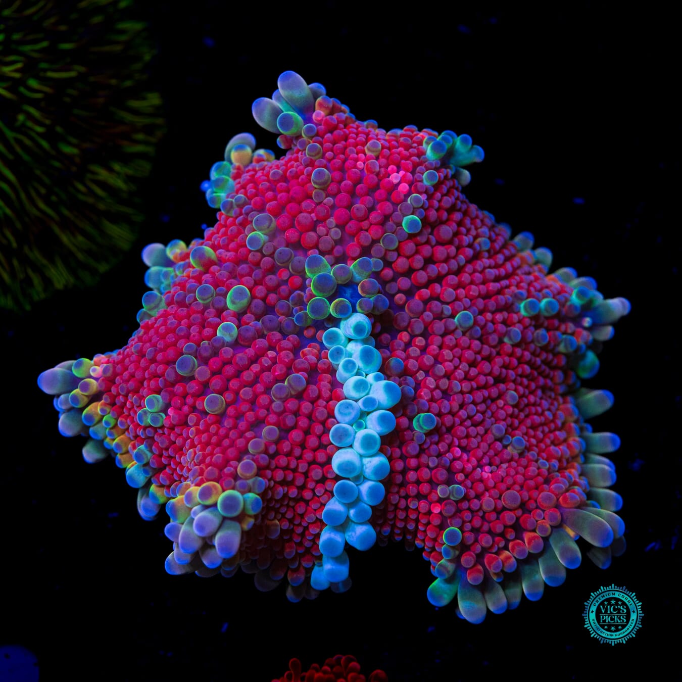 XL Frosted Wildberries Yuma Mushroom - Daylight Photo