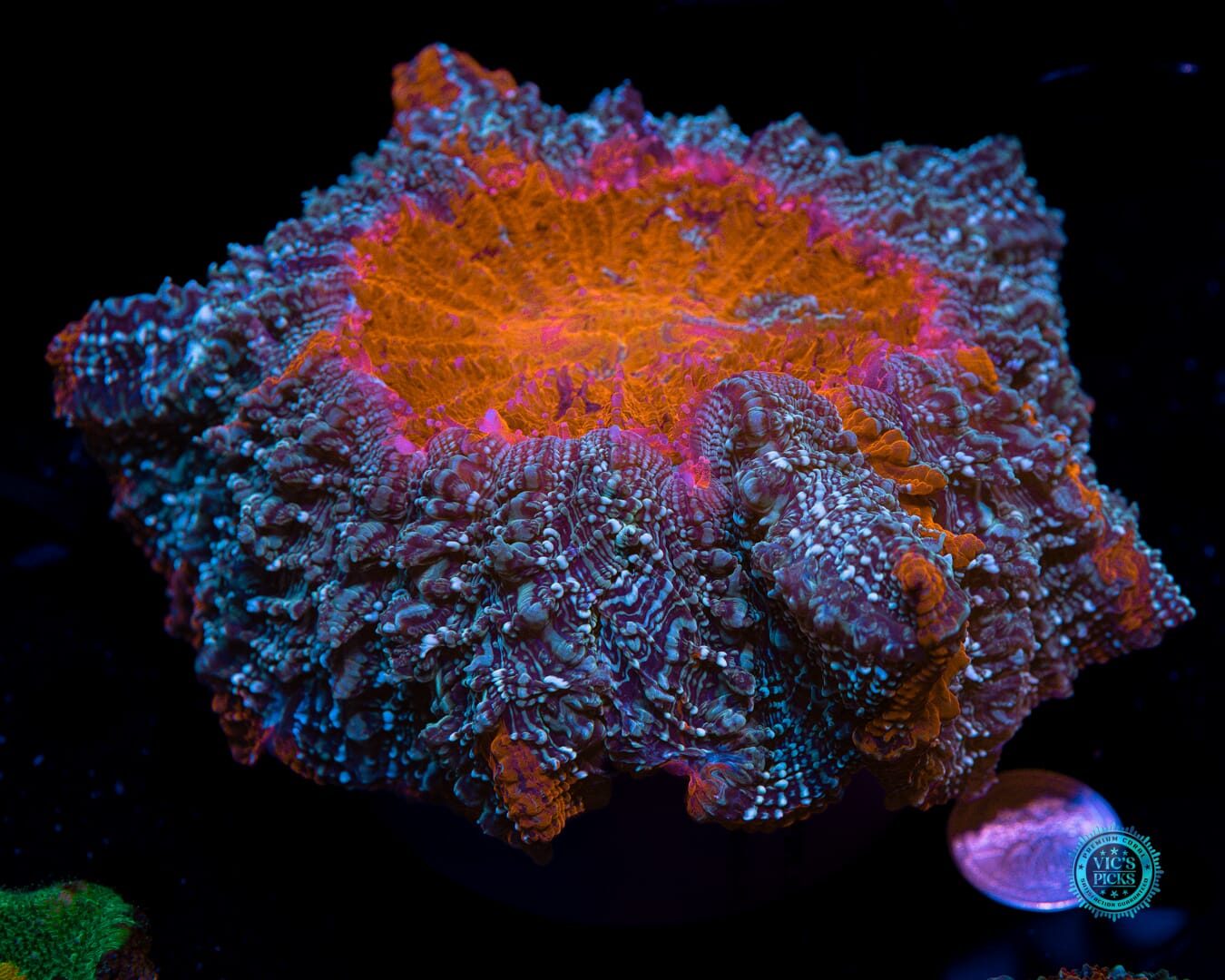 Enchanted Acanthophyllia - Actinic Photo