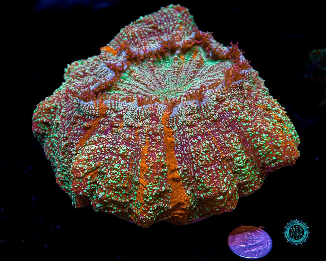 Spellbinder Acanthophyllia - Actinic Photo