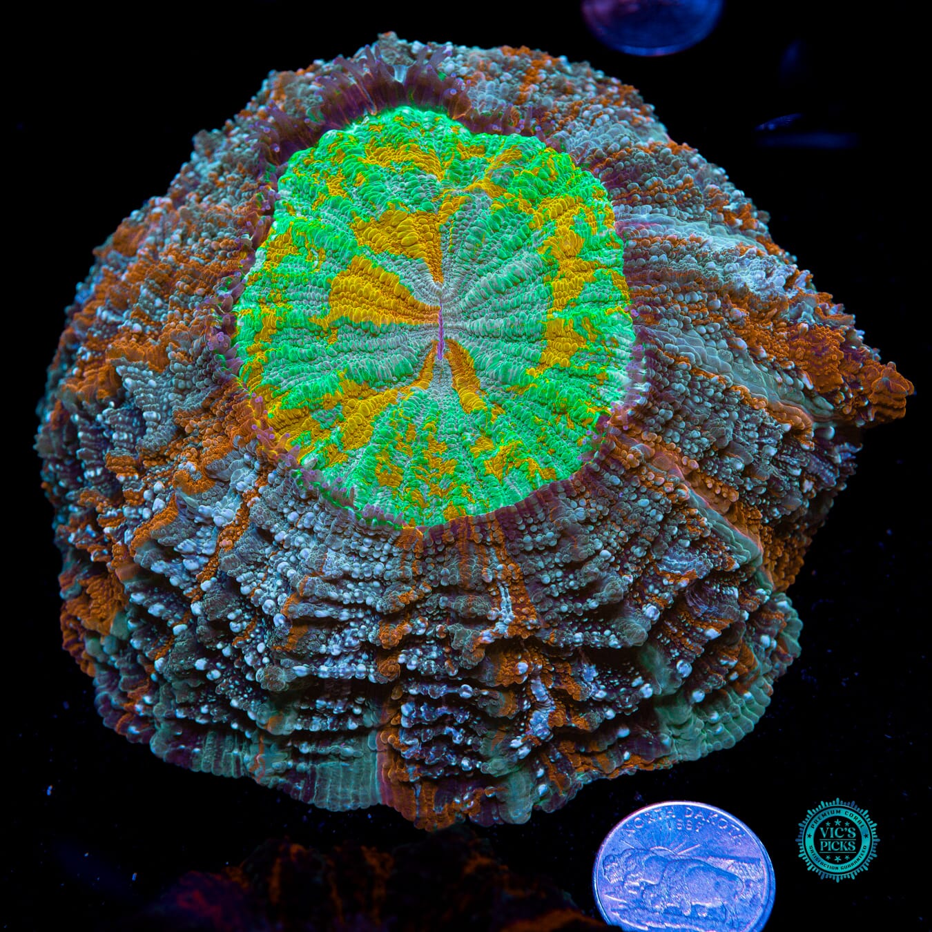 Earth Mother Acanthophyllia - Actinic Photo