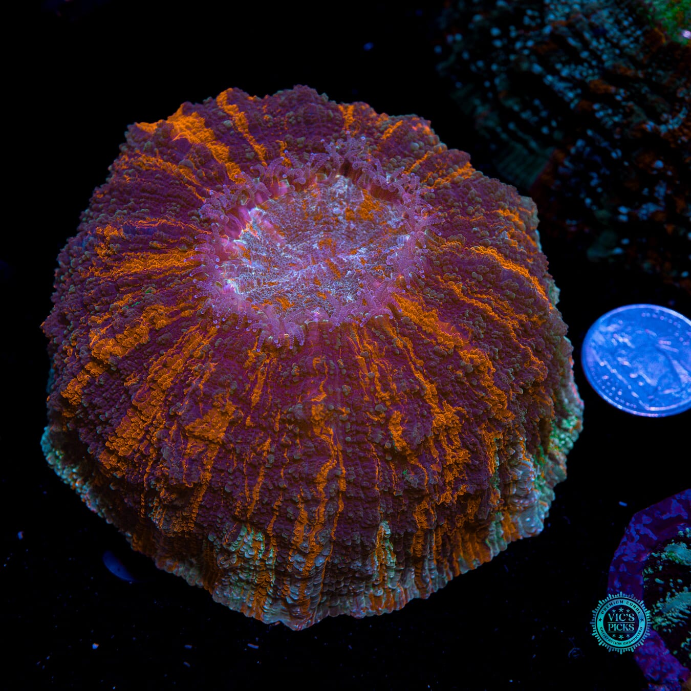 Perfect Storm Acanthophyllia - Actinic Photo