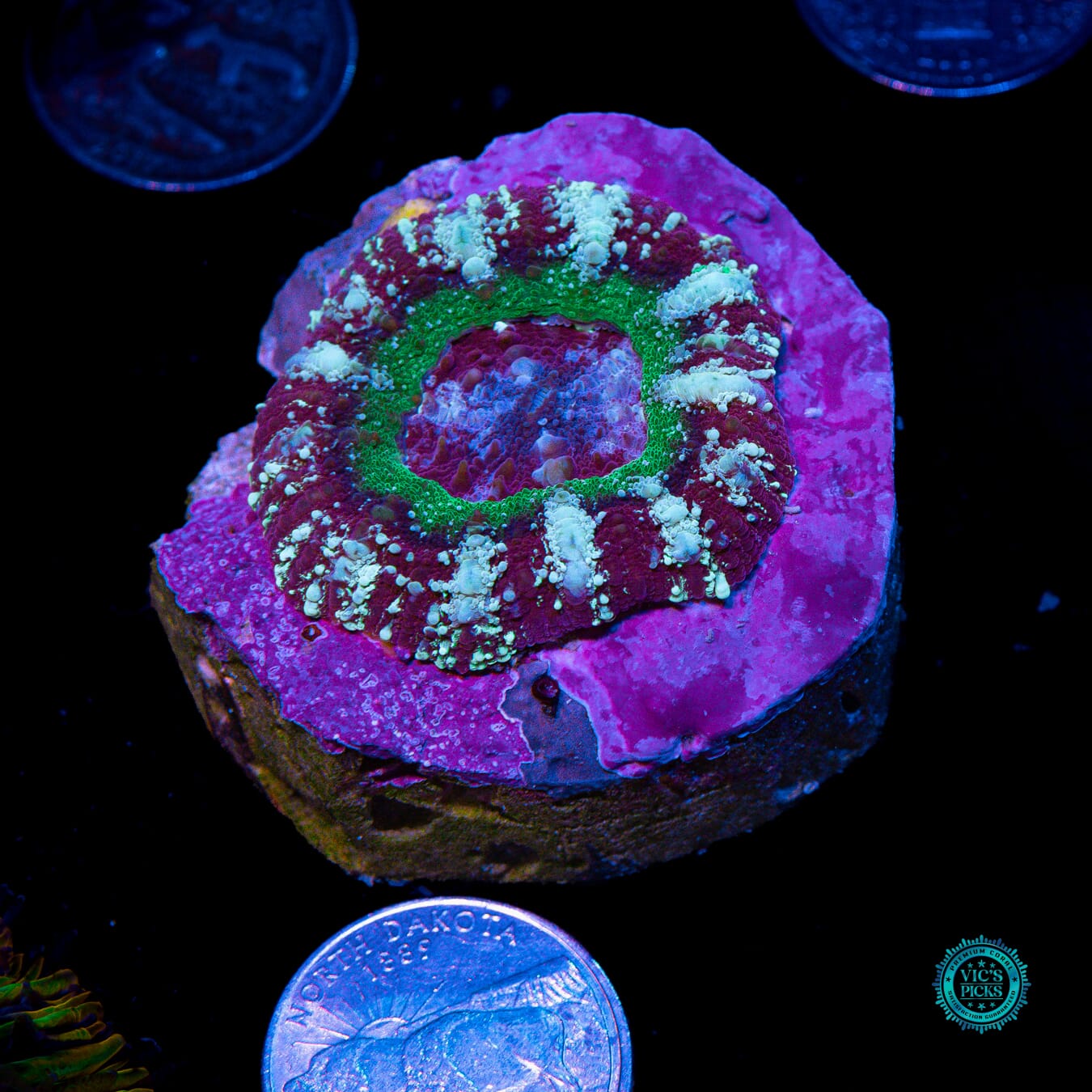 The Grape Gatsby Asian Lord - Actinic Photo