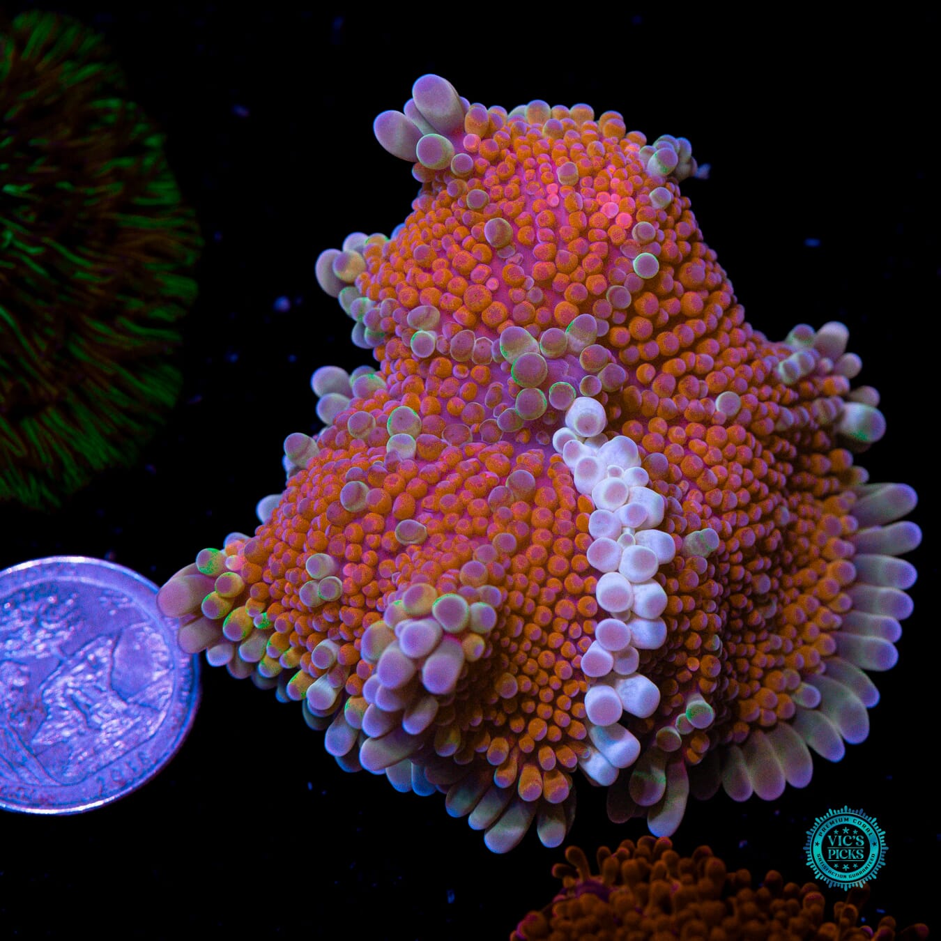 XL Frosted Wildberries Yuma Mushroom - Actinic Photo