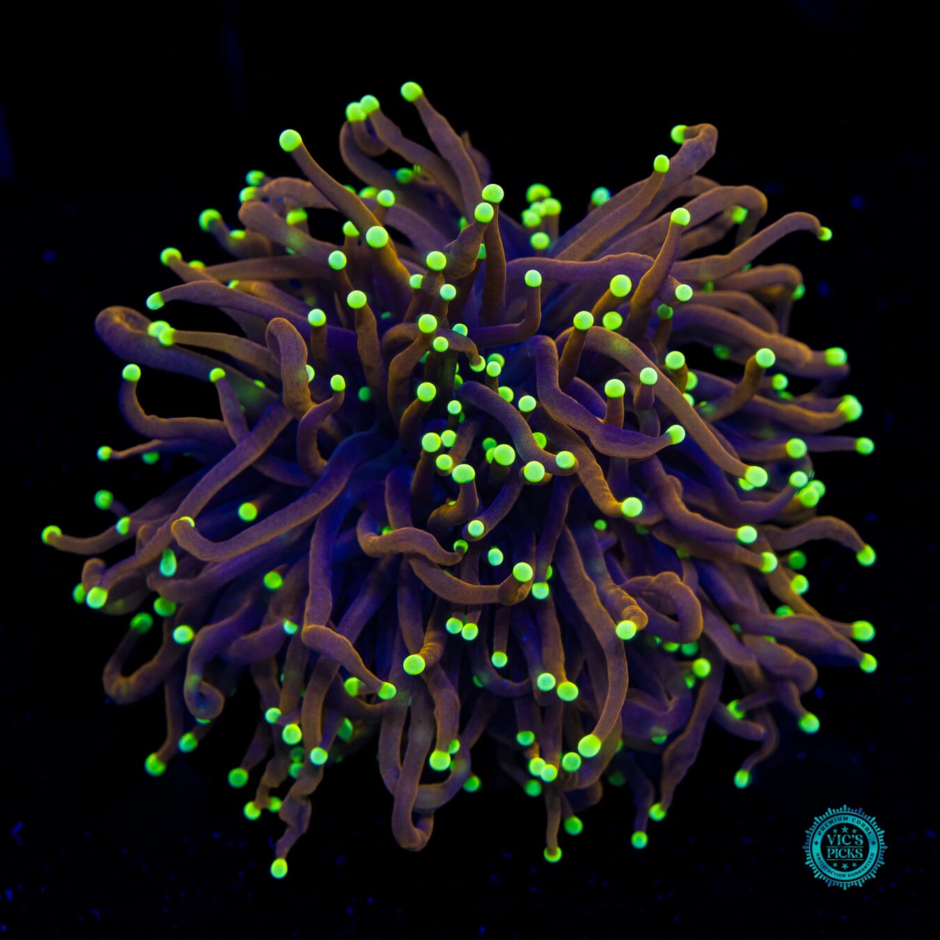 Night Vision Torch - Daylight Photo