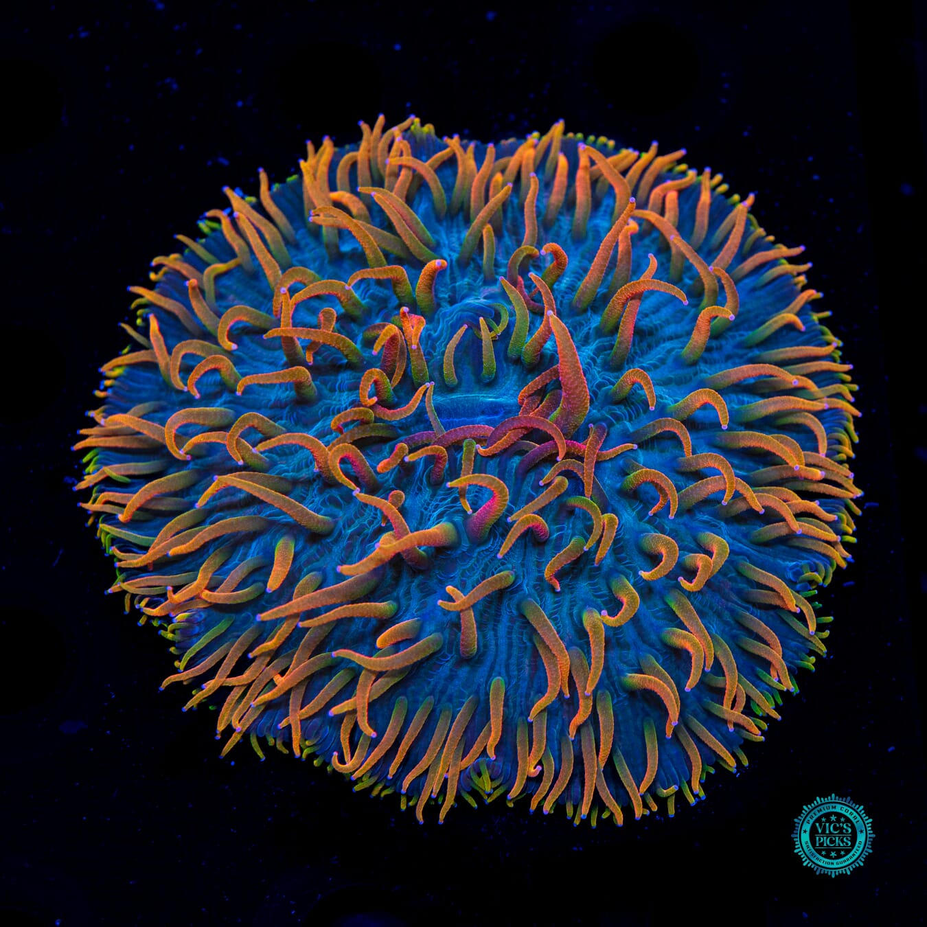 Alien Invasion Plate - Daylight Photo