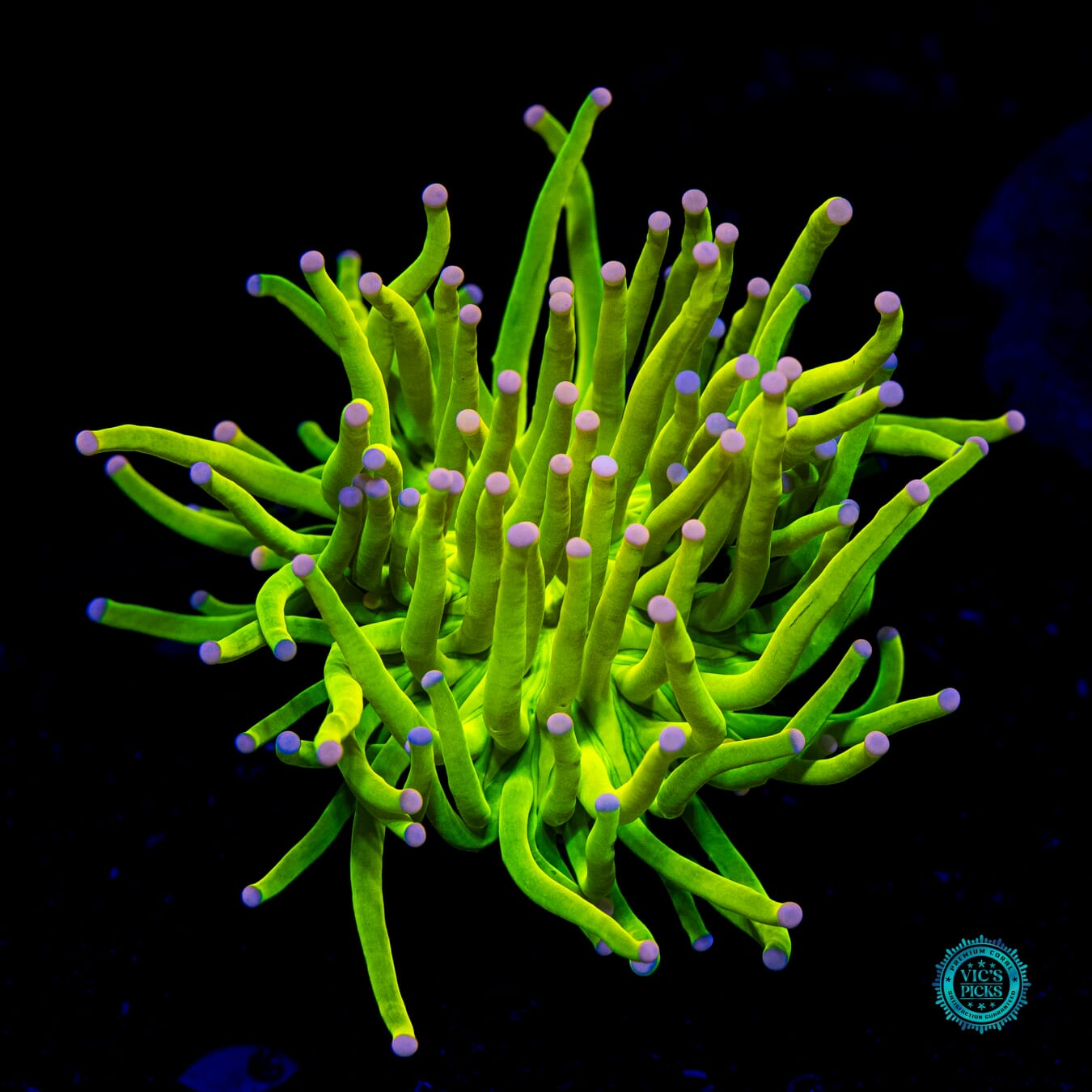 Ultra Cotton Candy Torch - Daylight Photo