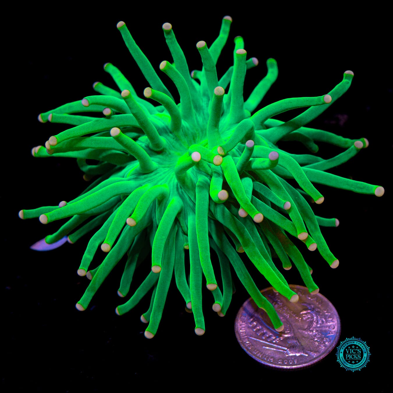 Ultra Cotton Candy Torch - Actinic Photo