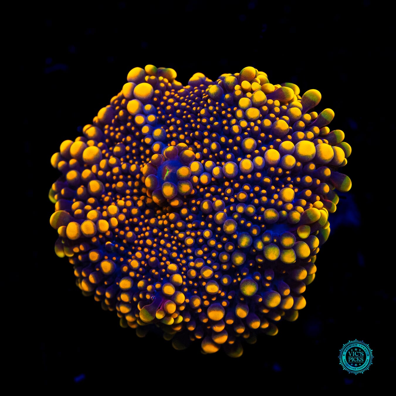 Golden Orb Yuma Mushroom - Daylight Photo