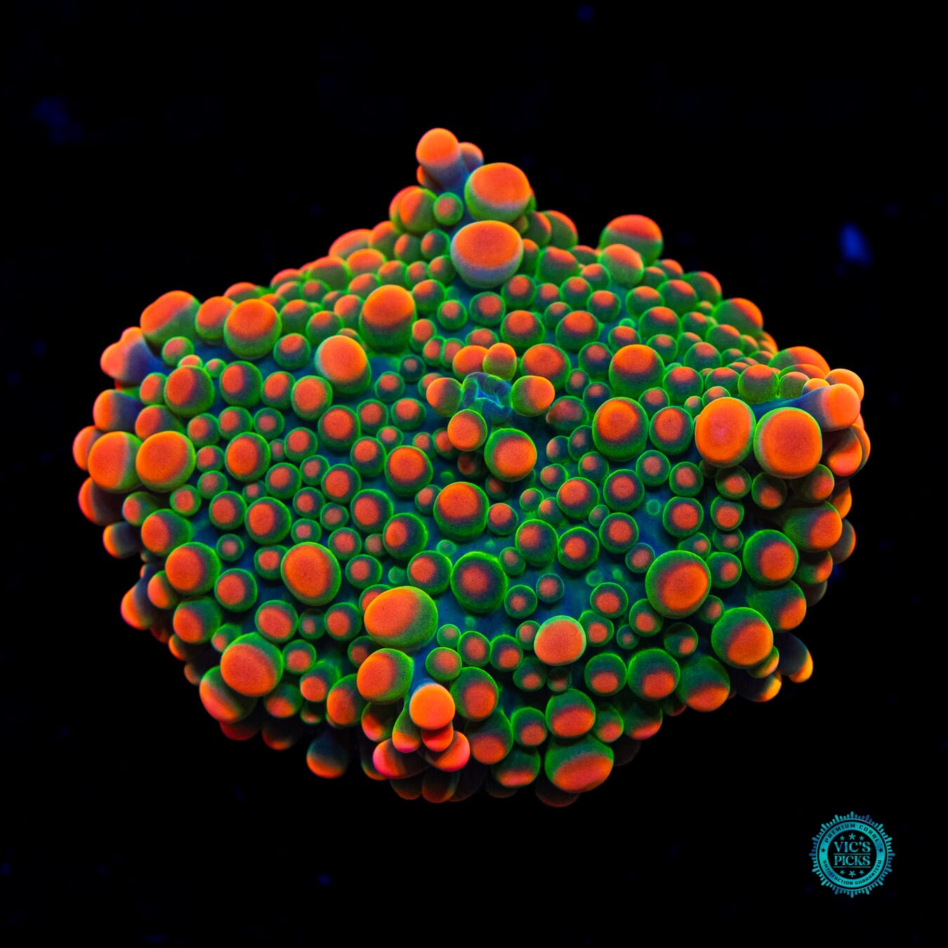 Fire Flower Yuma Mushroom - Daylight Photo