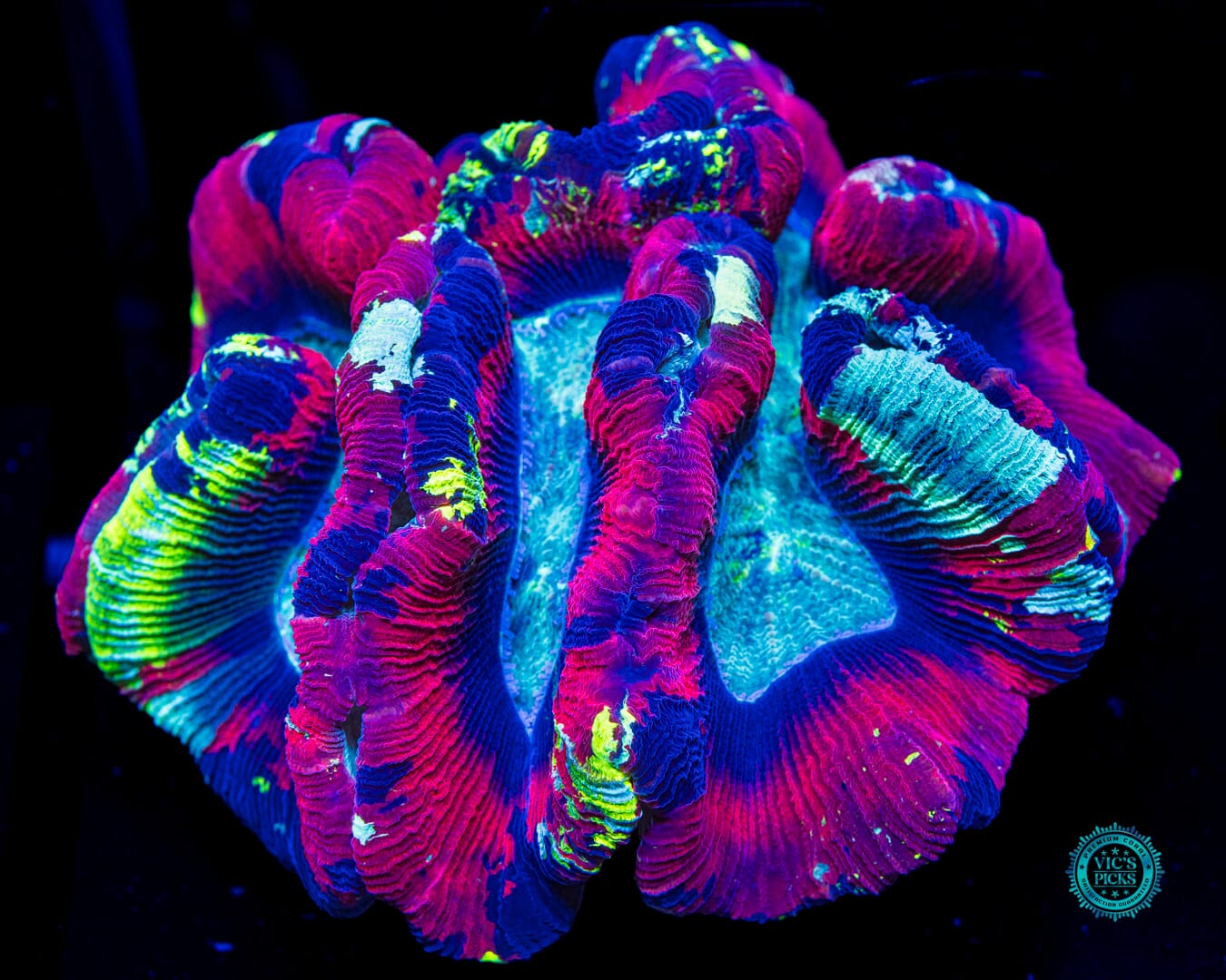 Paint Splatter Trachyphyllia - Daylight Photo