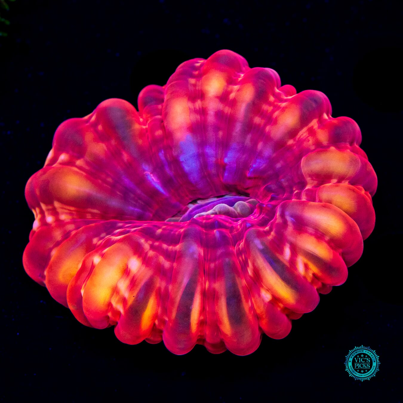 Blood Orange Cynarina - Daylight Photo