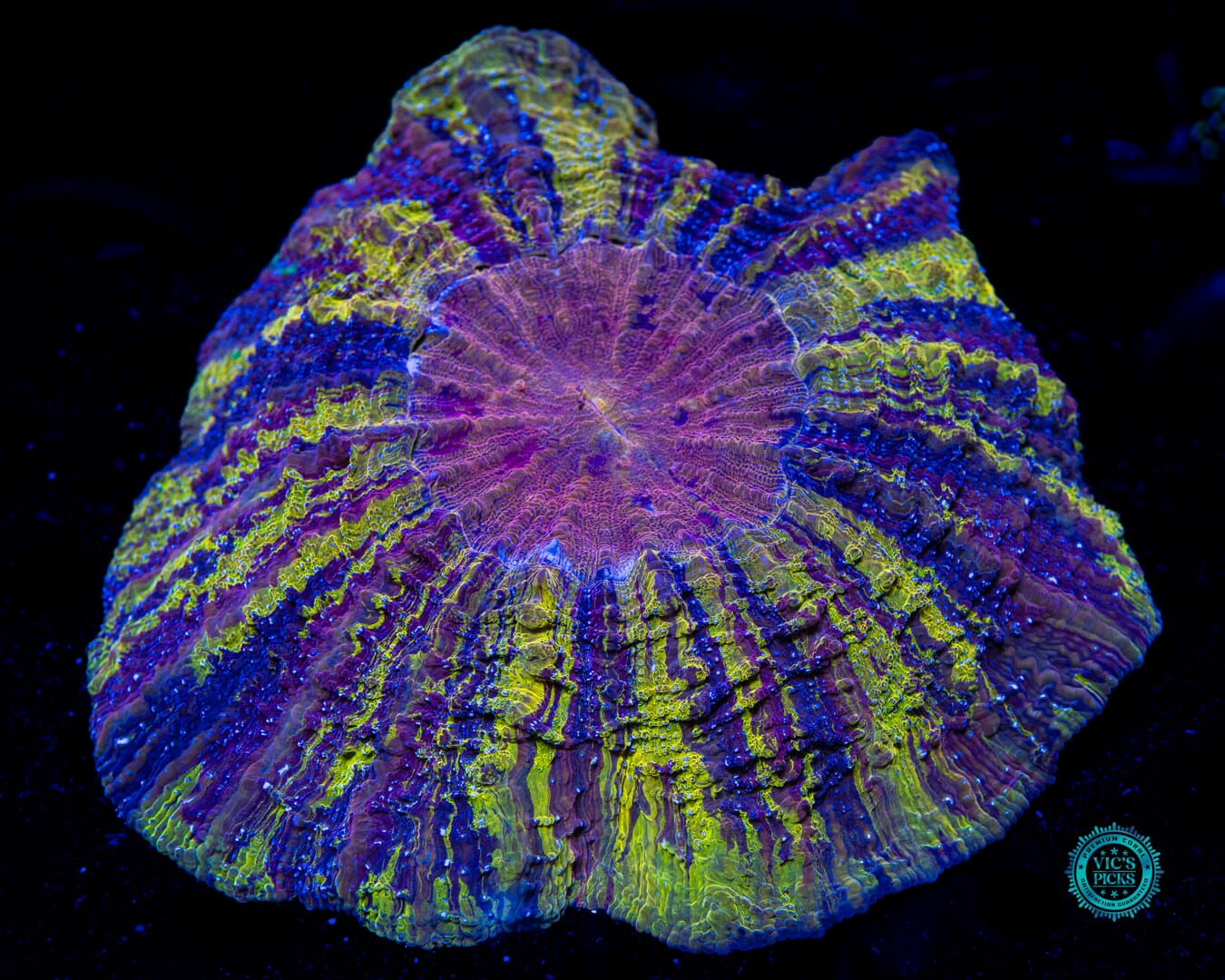 Shadowlord Acanthophyllia - Daylight Photo