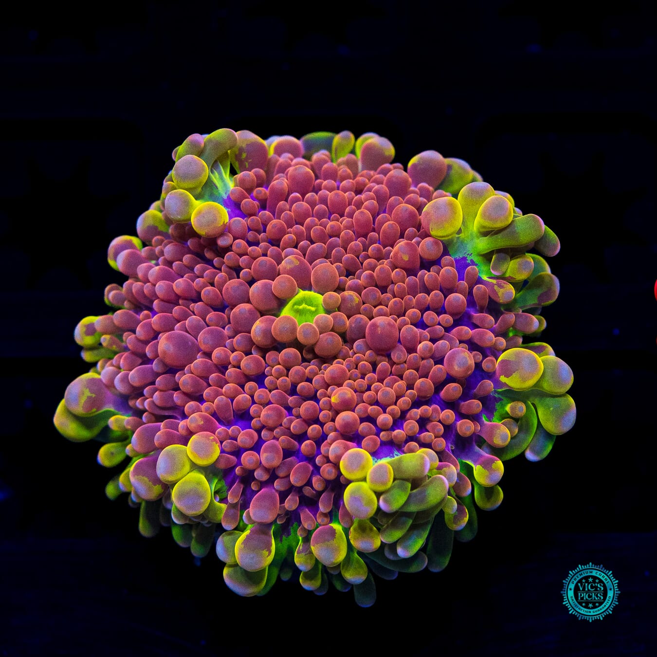 Jupiters Moon Yuma Mushroom - Daylight Photo