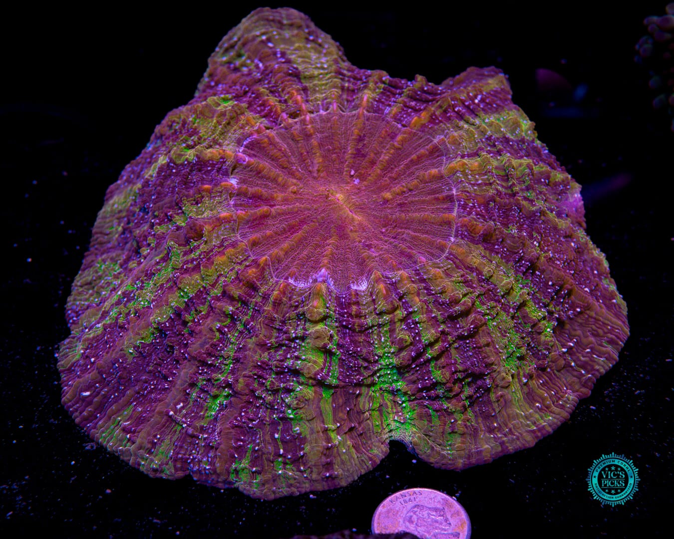 Shadowlord Acanthophyllia - Actinic Photo