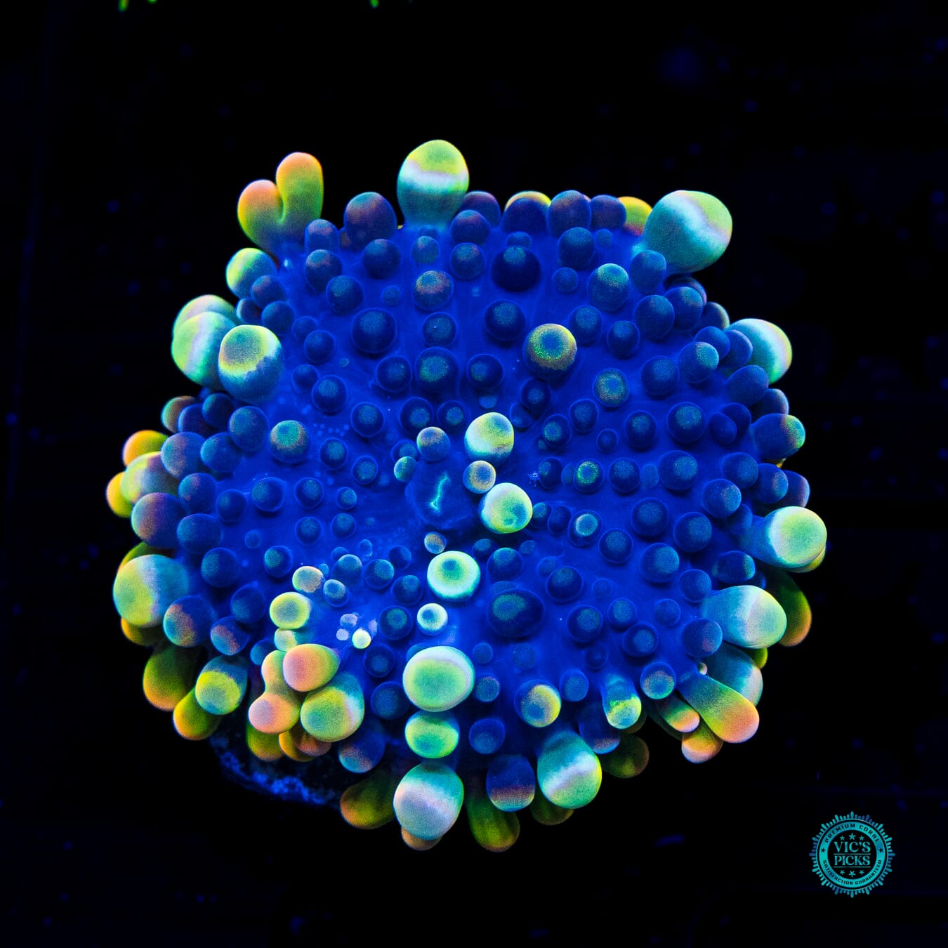 Royal Moon Yuma Mushroom - Daylight Photo