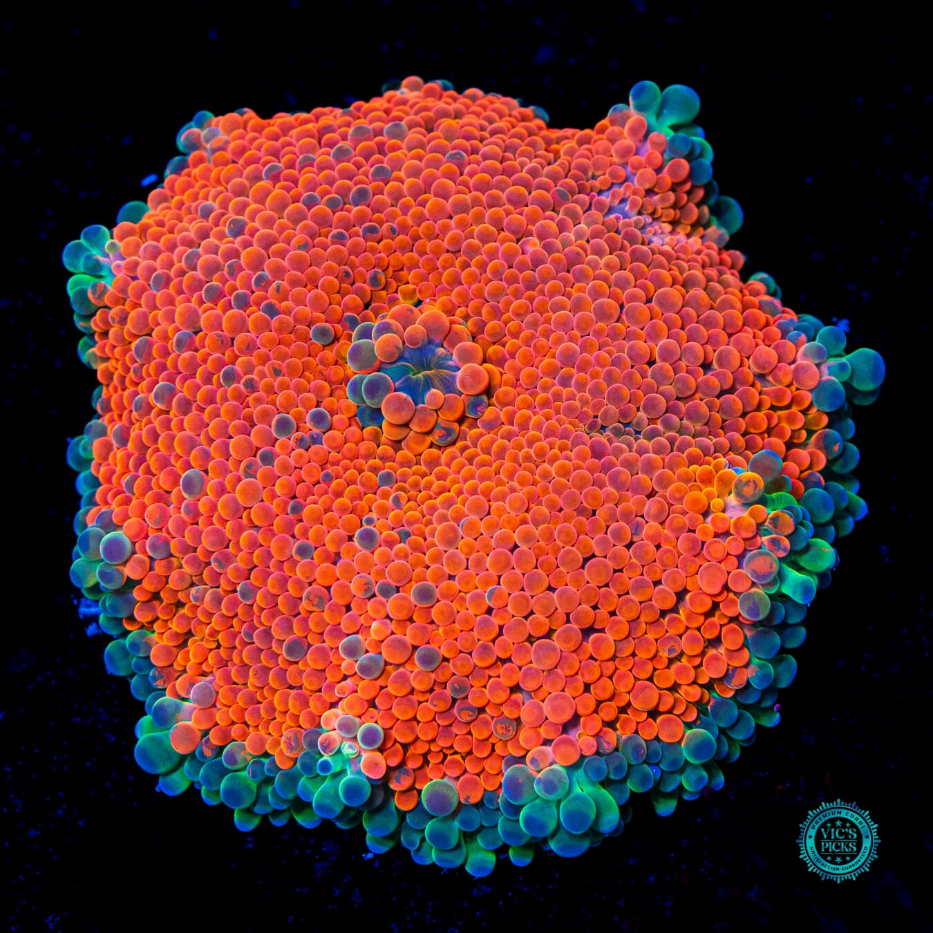 Scortched Earth Yuma Mushroom - Daylight Photo