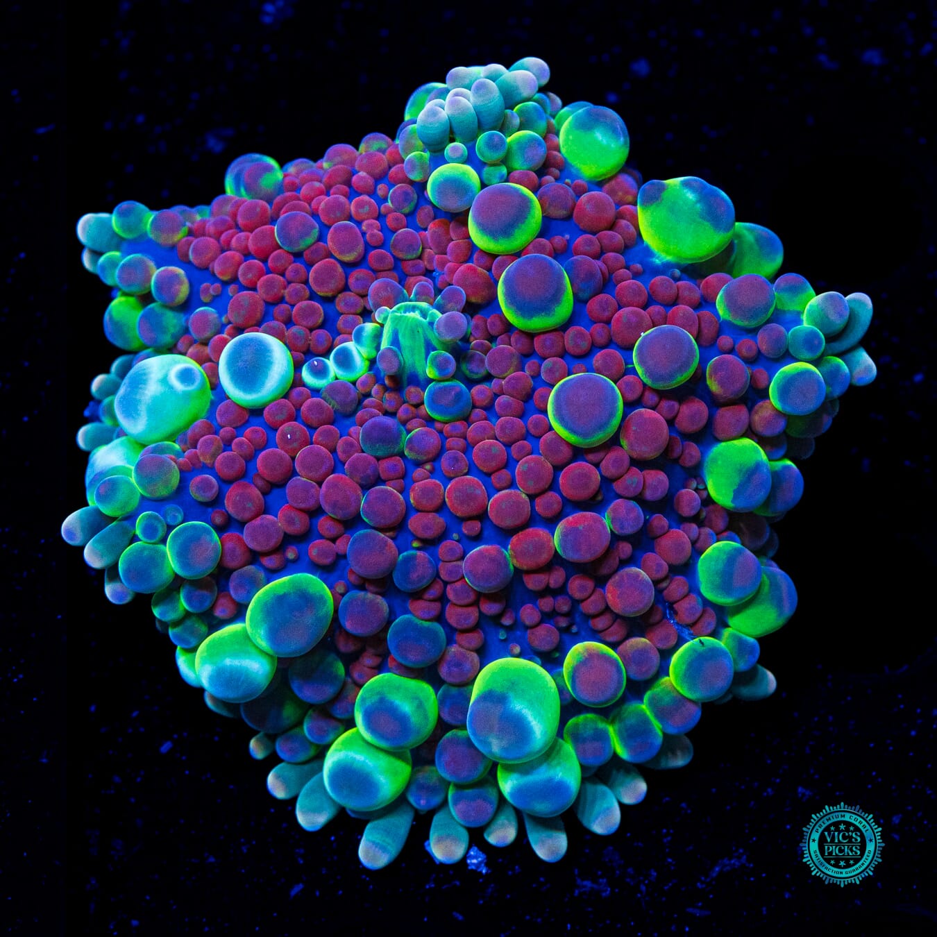 Bubble Rave Yuma Mushroom - Daylight Photo