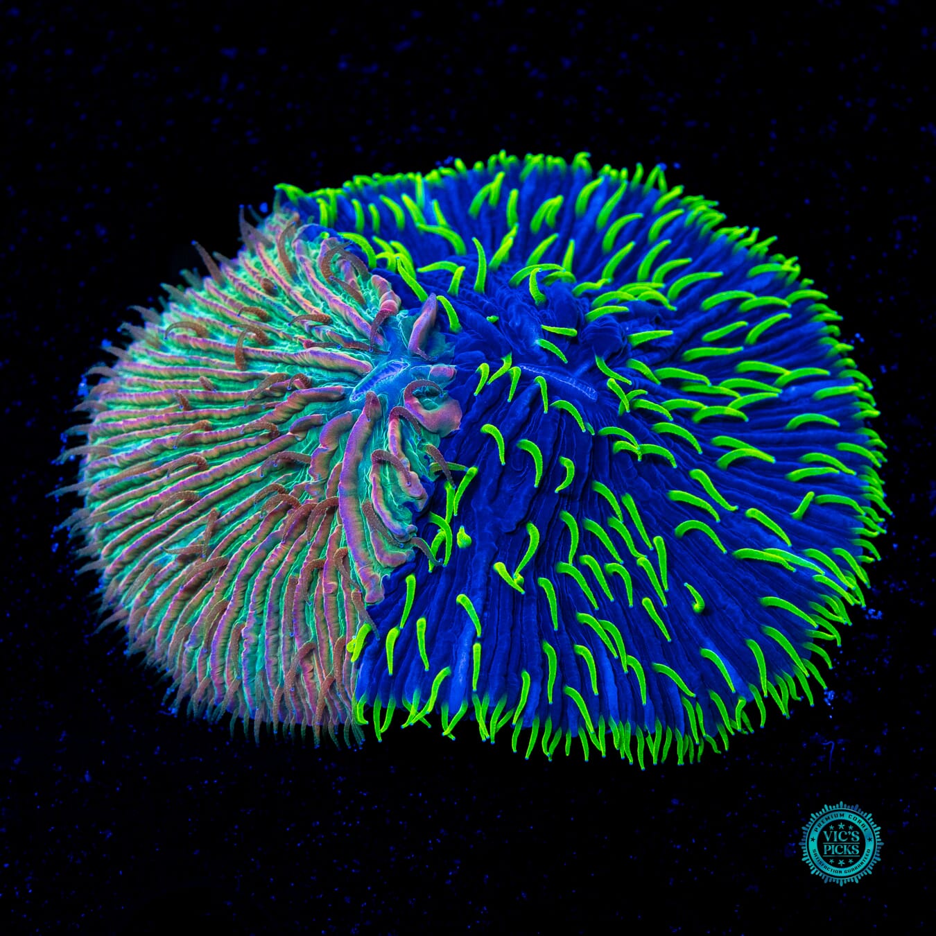 Frakenstein's Little Pet Plate - Daylight Photo