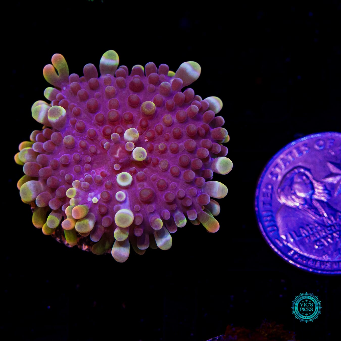 Royal Moon Yuma Mushroom - Actinic Photo