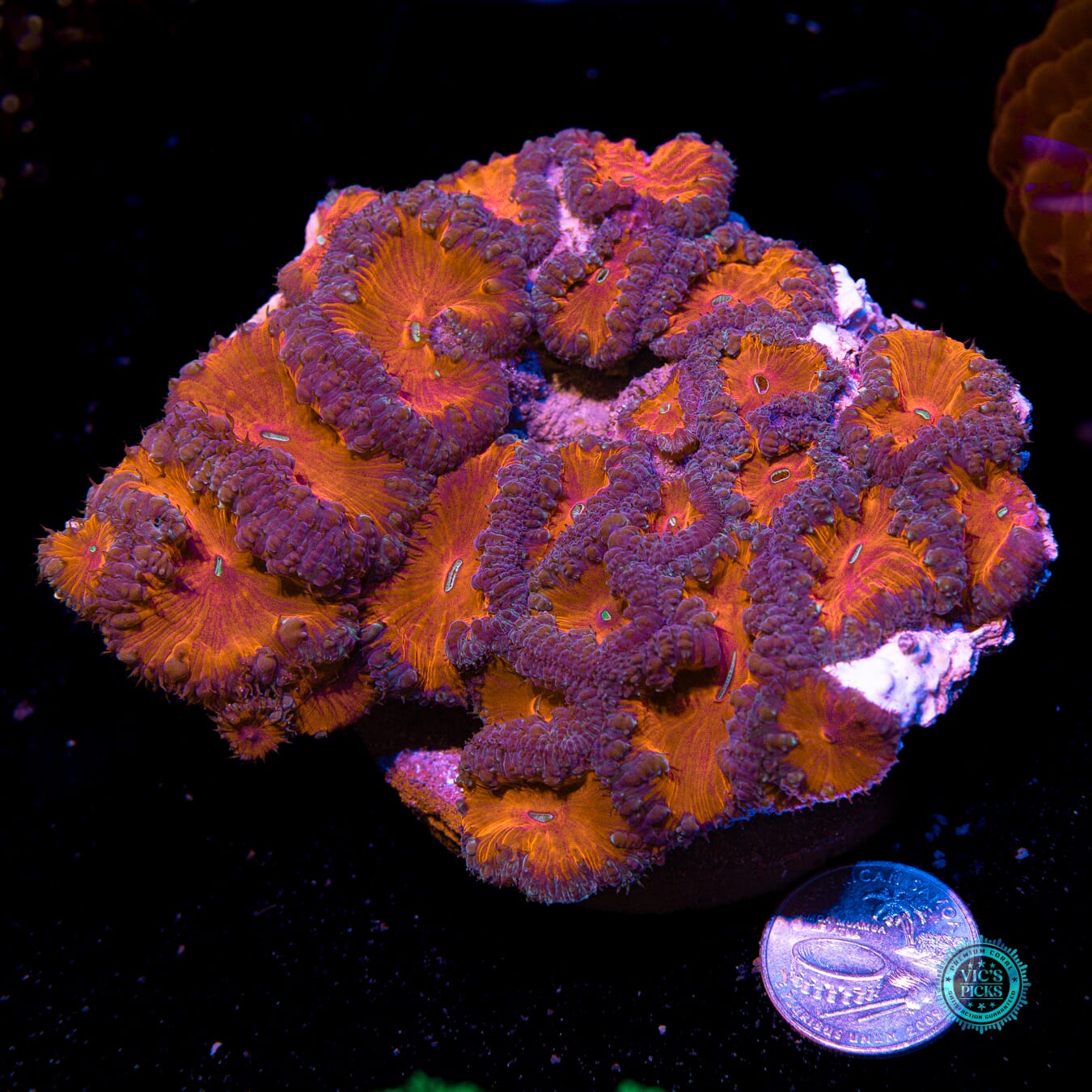 Vampiric Desires Blastomussa - Actinic Photo