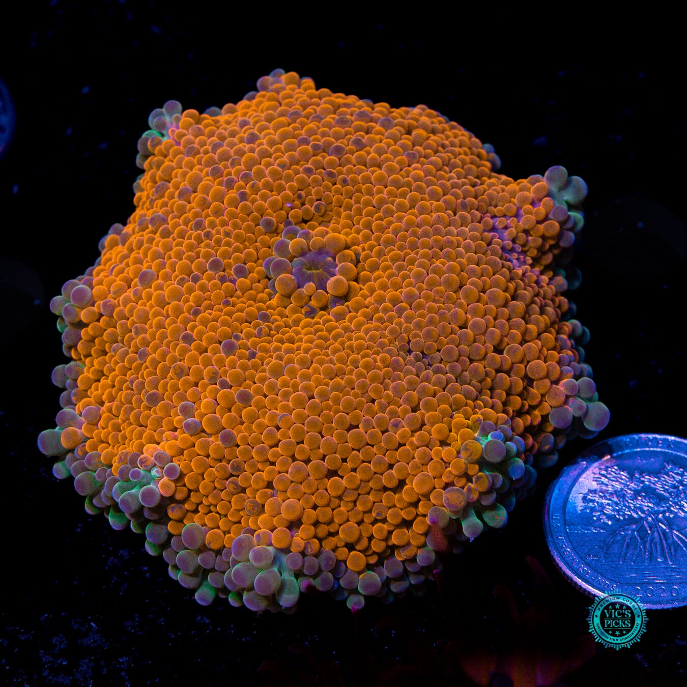 Scortched Earth Yuma Mushroom - Actinic Photo