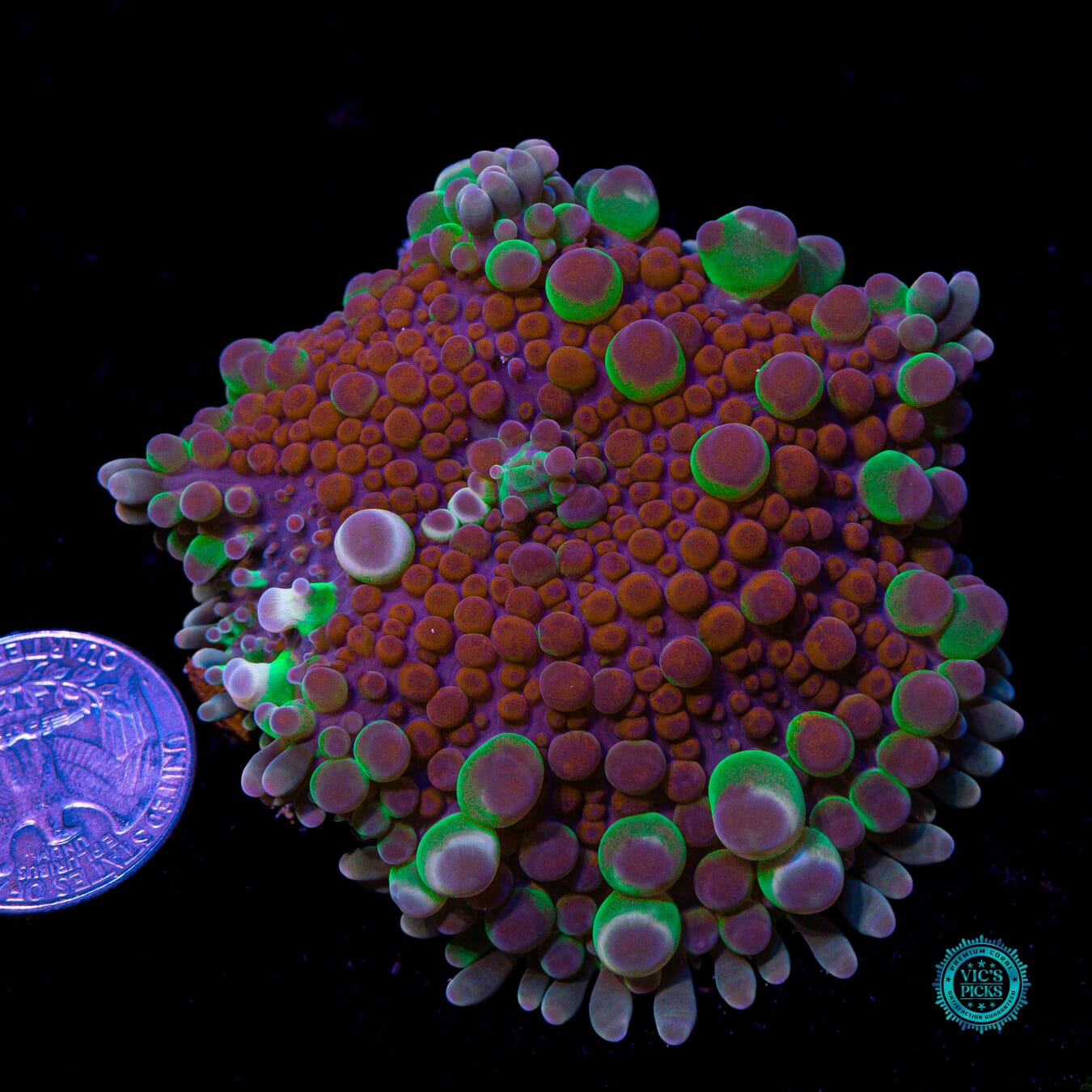 Bubble Rave Yuma Mushroom - Actinic Photo