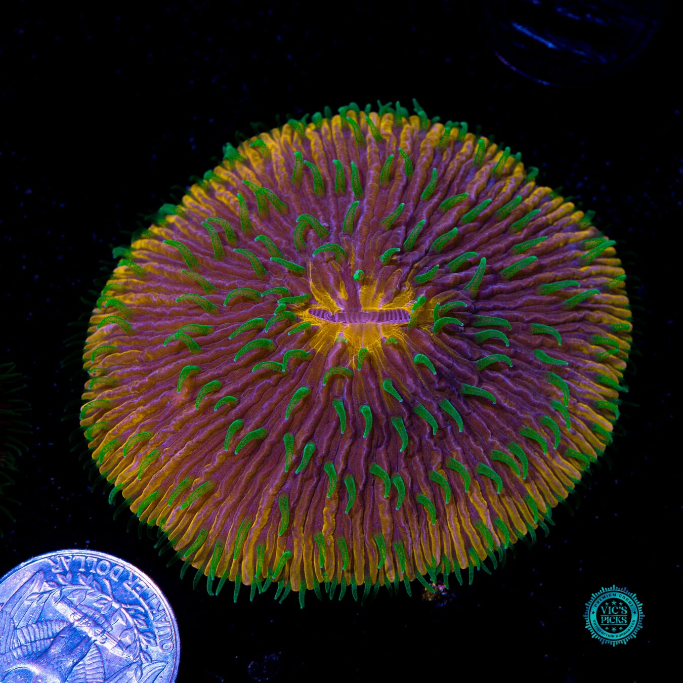 Alien Invasion Plate - Actinic Photo