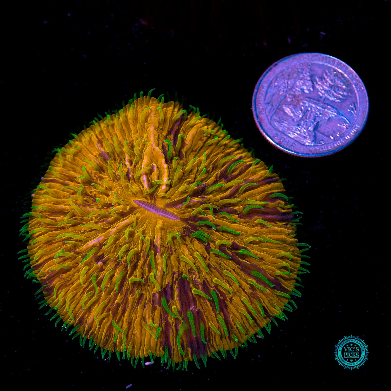 Eternal Plate - Actinic Photo