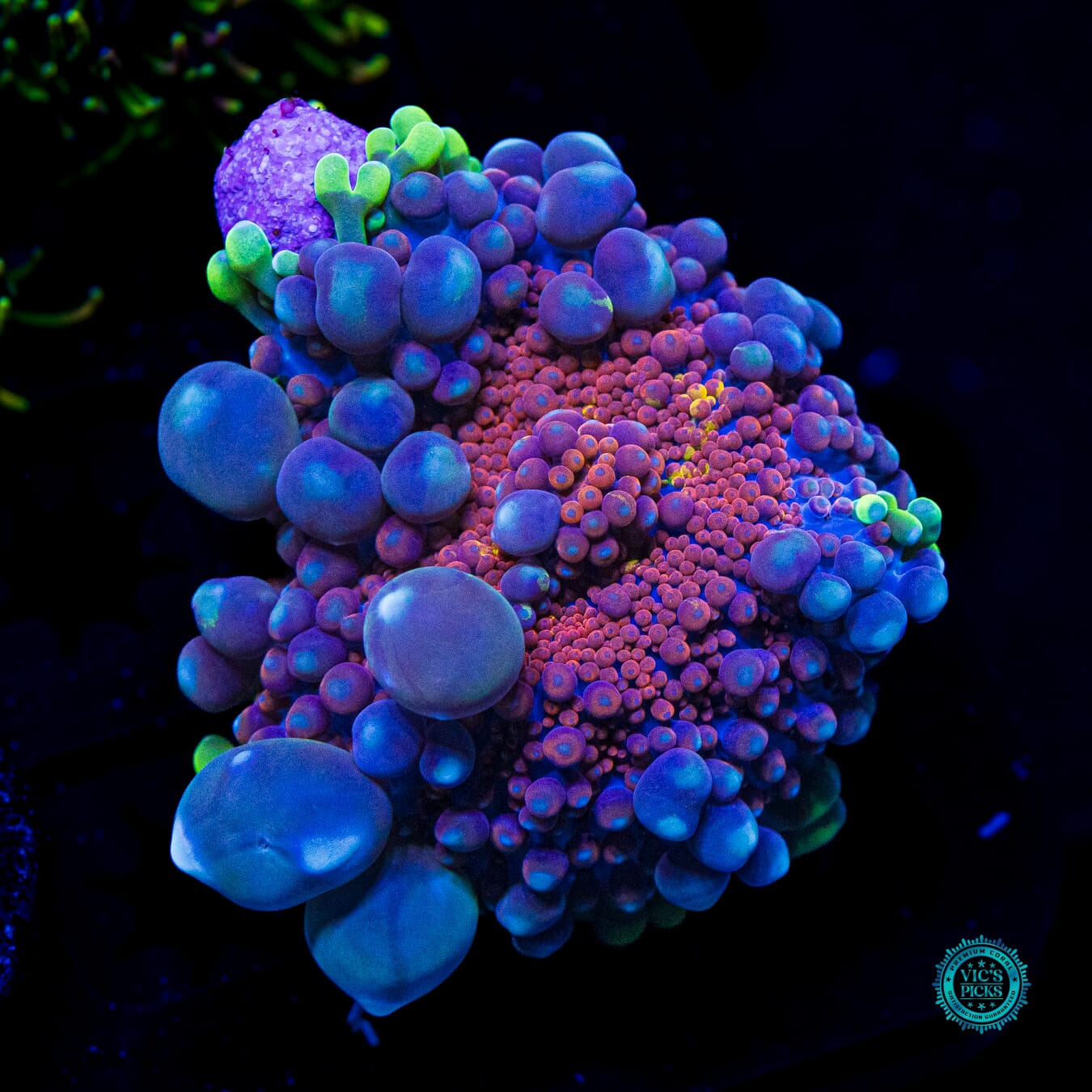 Bubbly Rainbow Yuma Mushroom - Daylight Photo