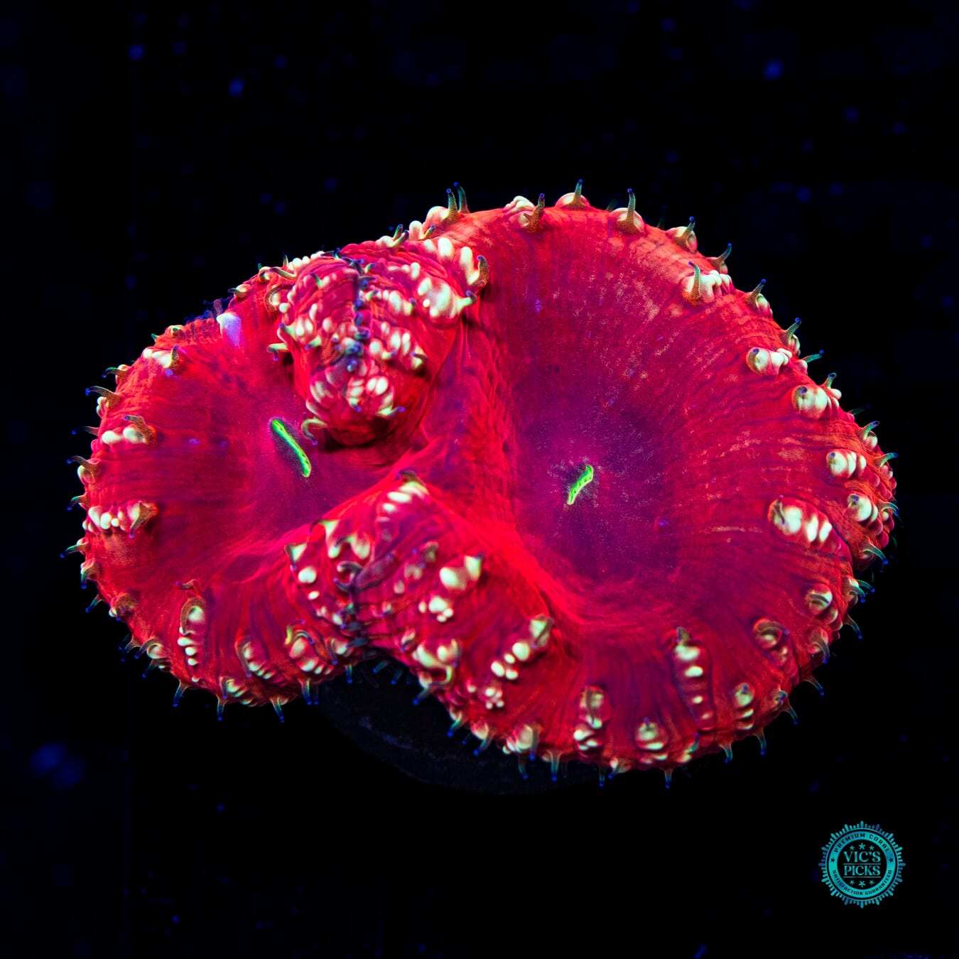 Candy Cane Lane Blastomussa - Daylight Photo