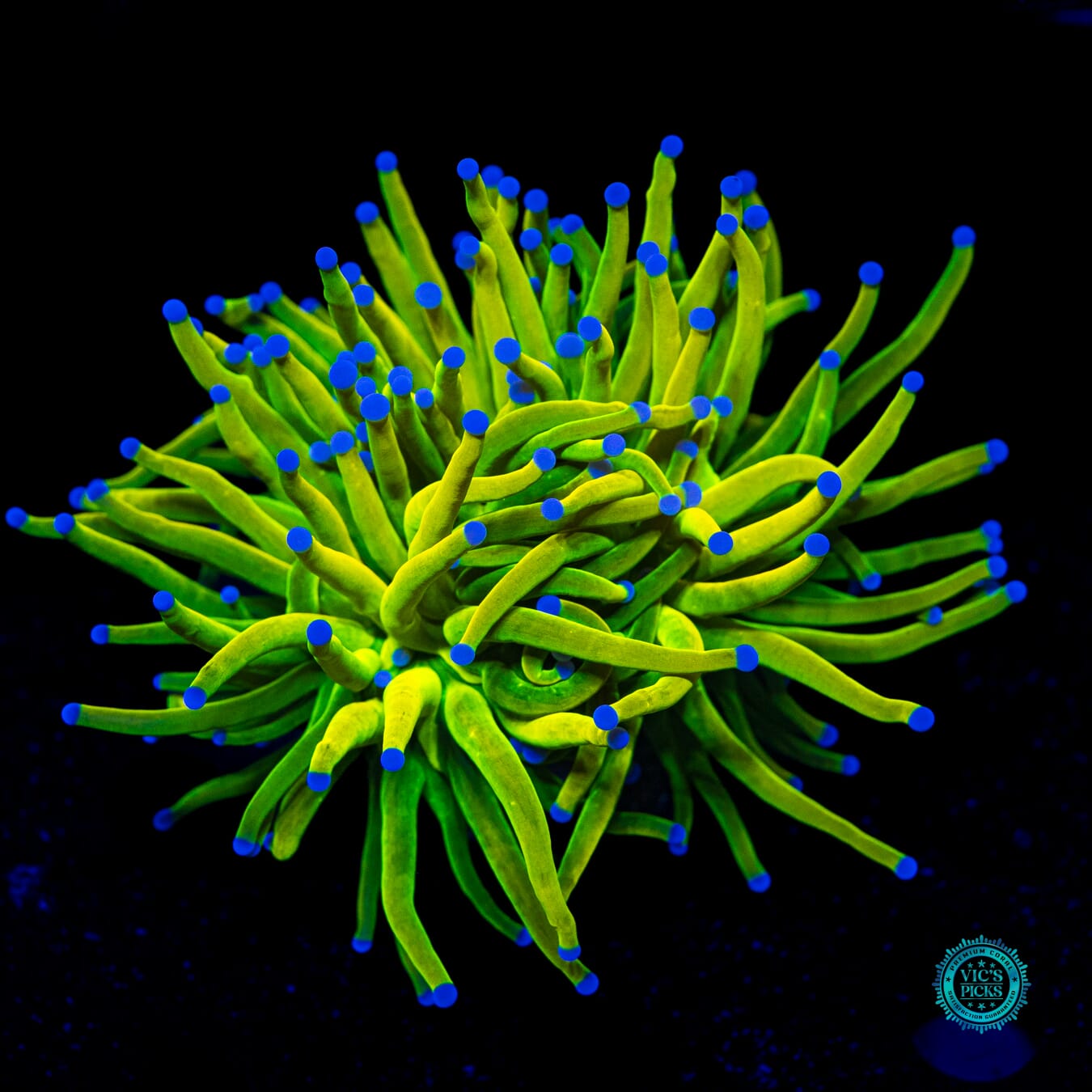 Banana Grail Torch - Daylight Photo