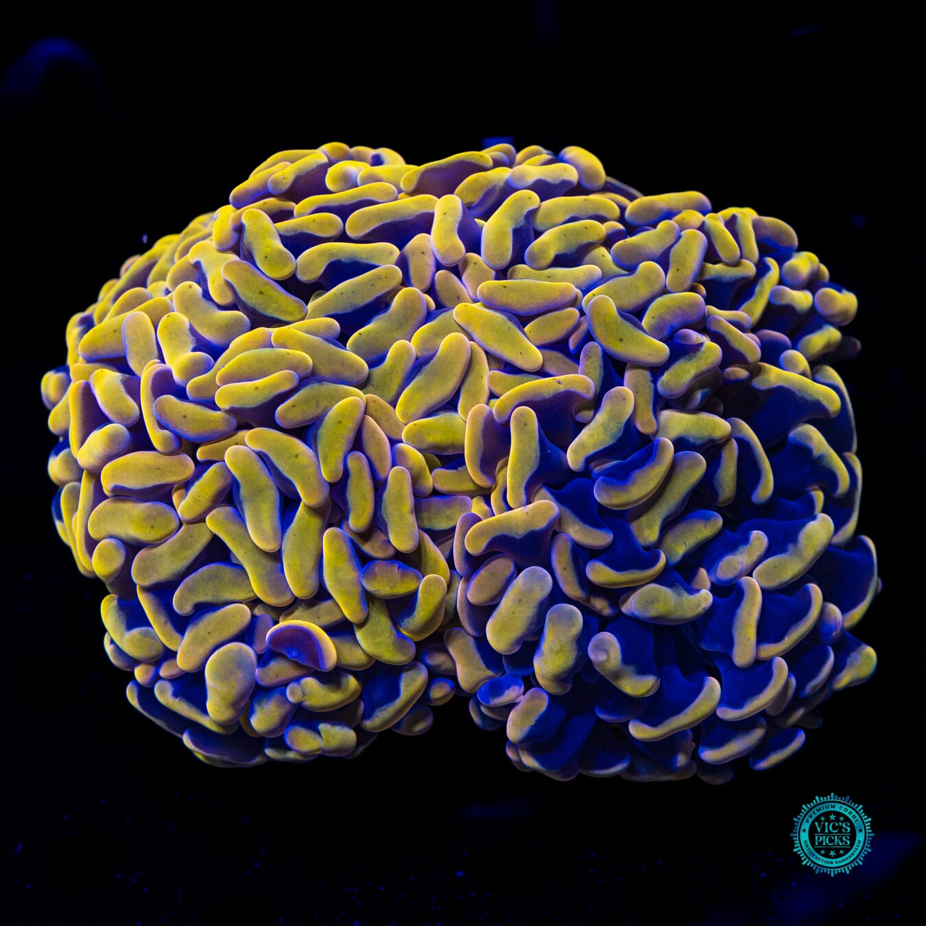 Golden Wall Hammer - Daylight Photo