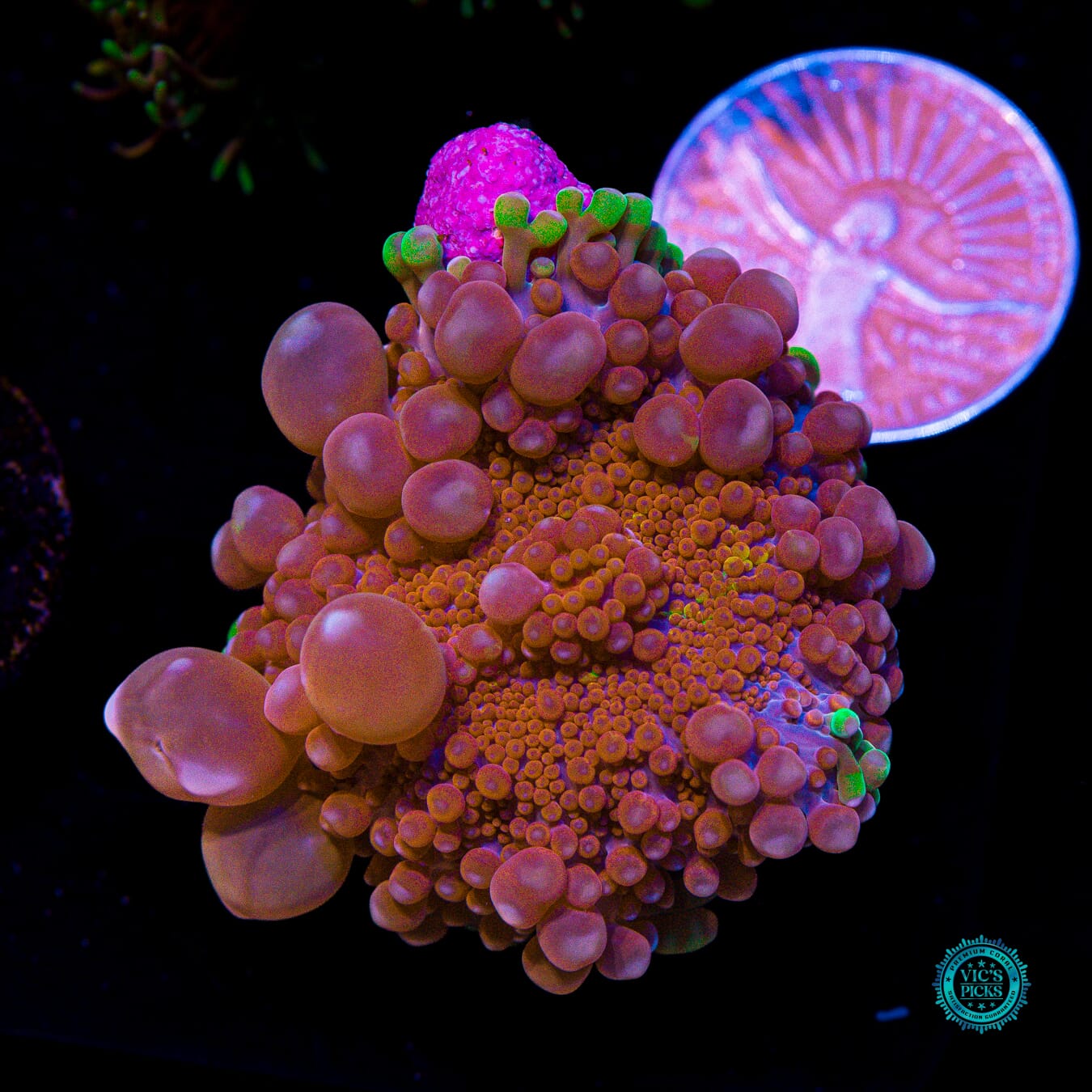Bubbly Rainbow Yuma Mushroom - Actinic Photo