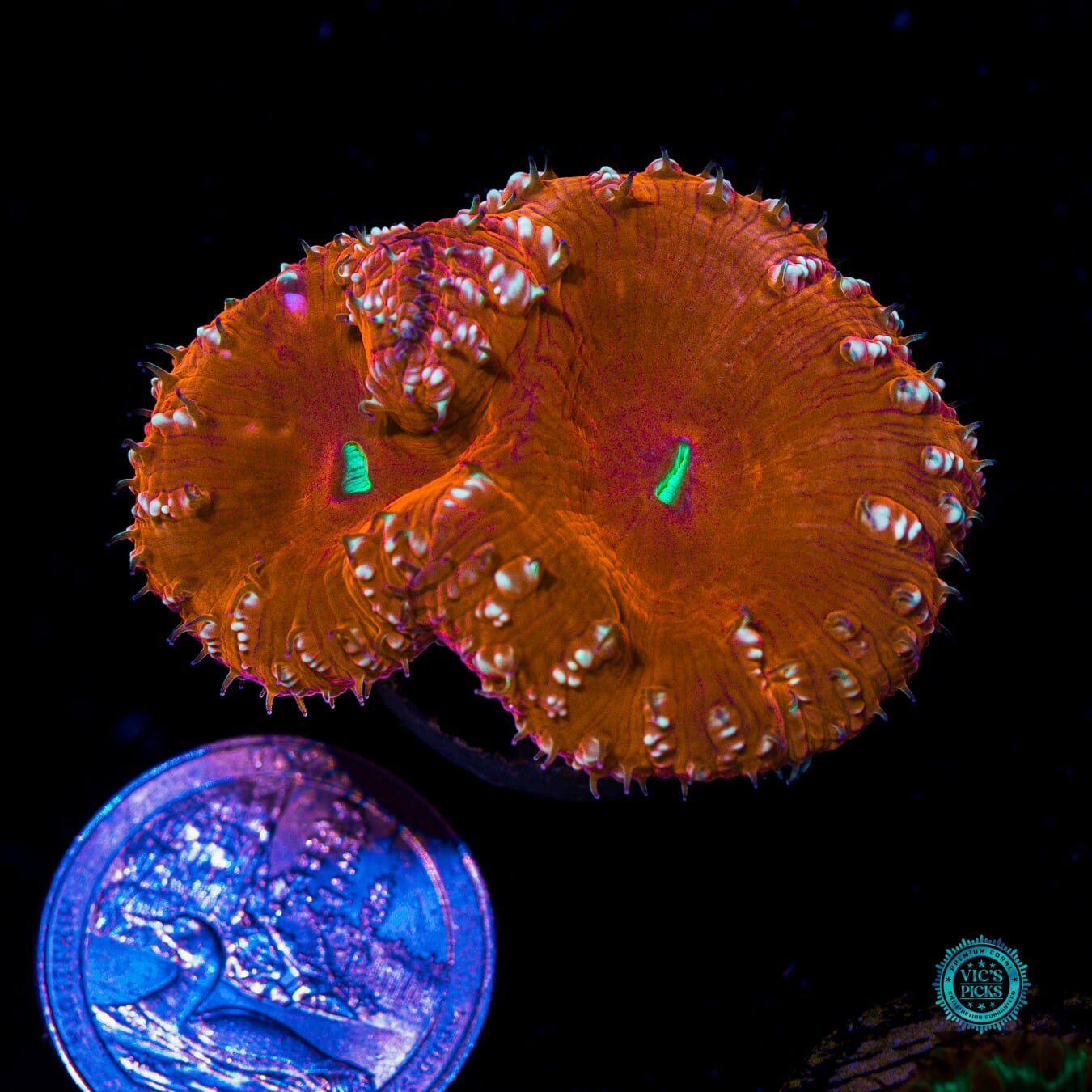 Candy Cane Lane Blastomussa - Actinic Photo