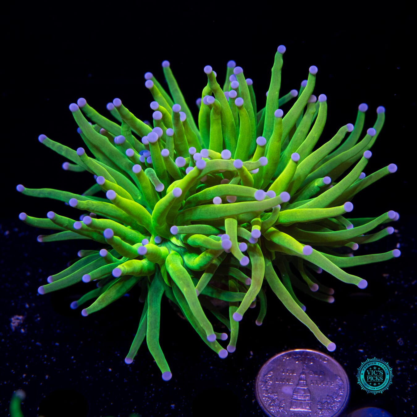 Banana Grail Torch - Actinic Photo