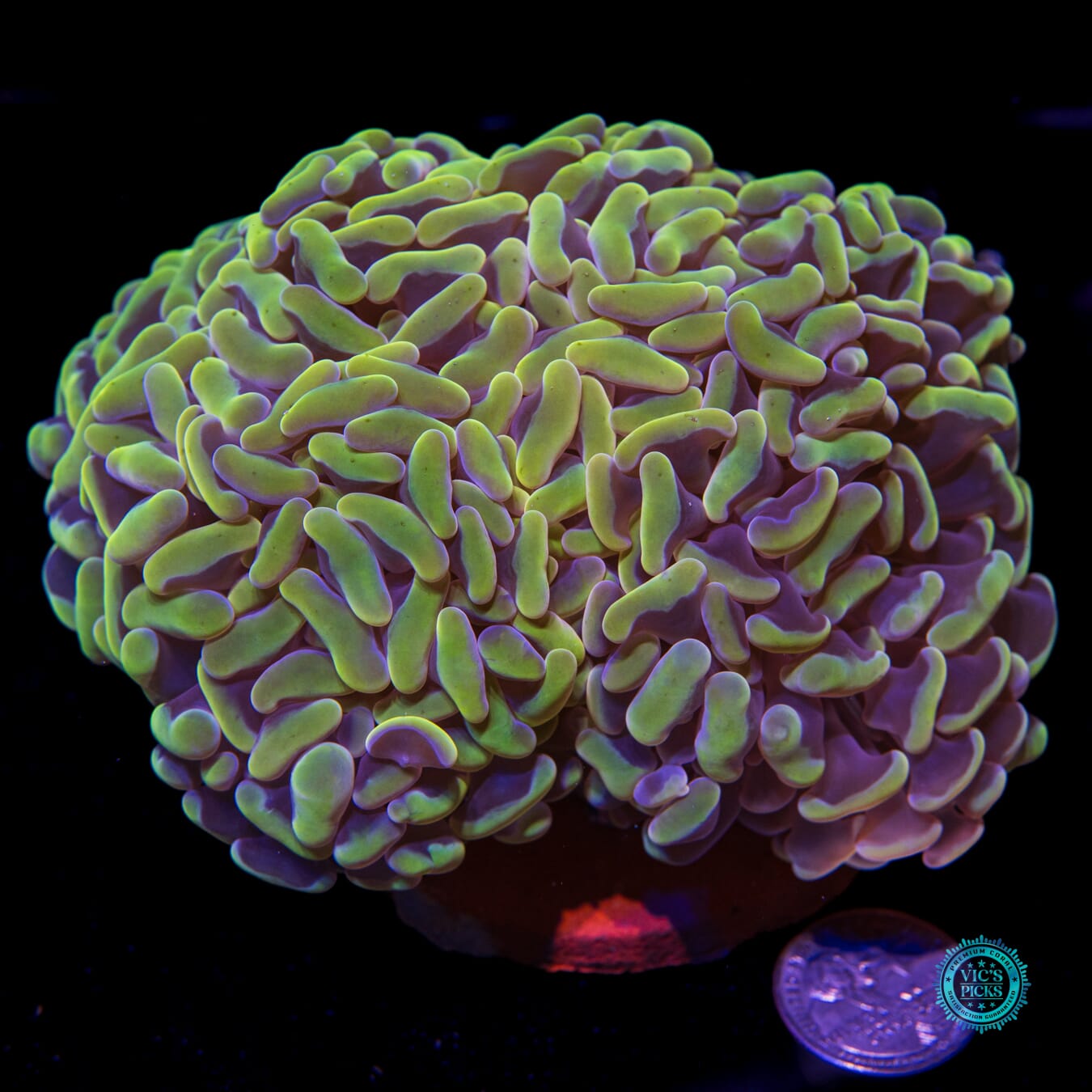 Golden Wall Hammer - Actinic Photo