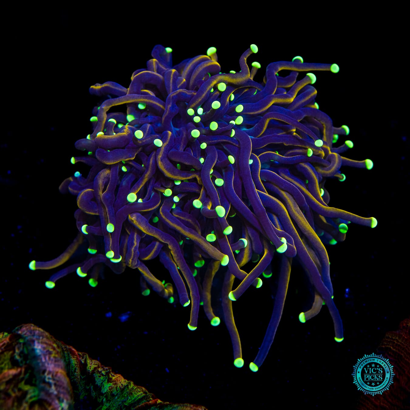 WWC Night Vision Torch - Daylight Photo