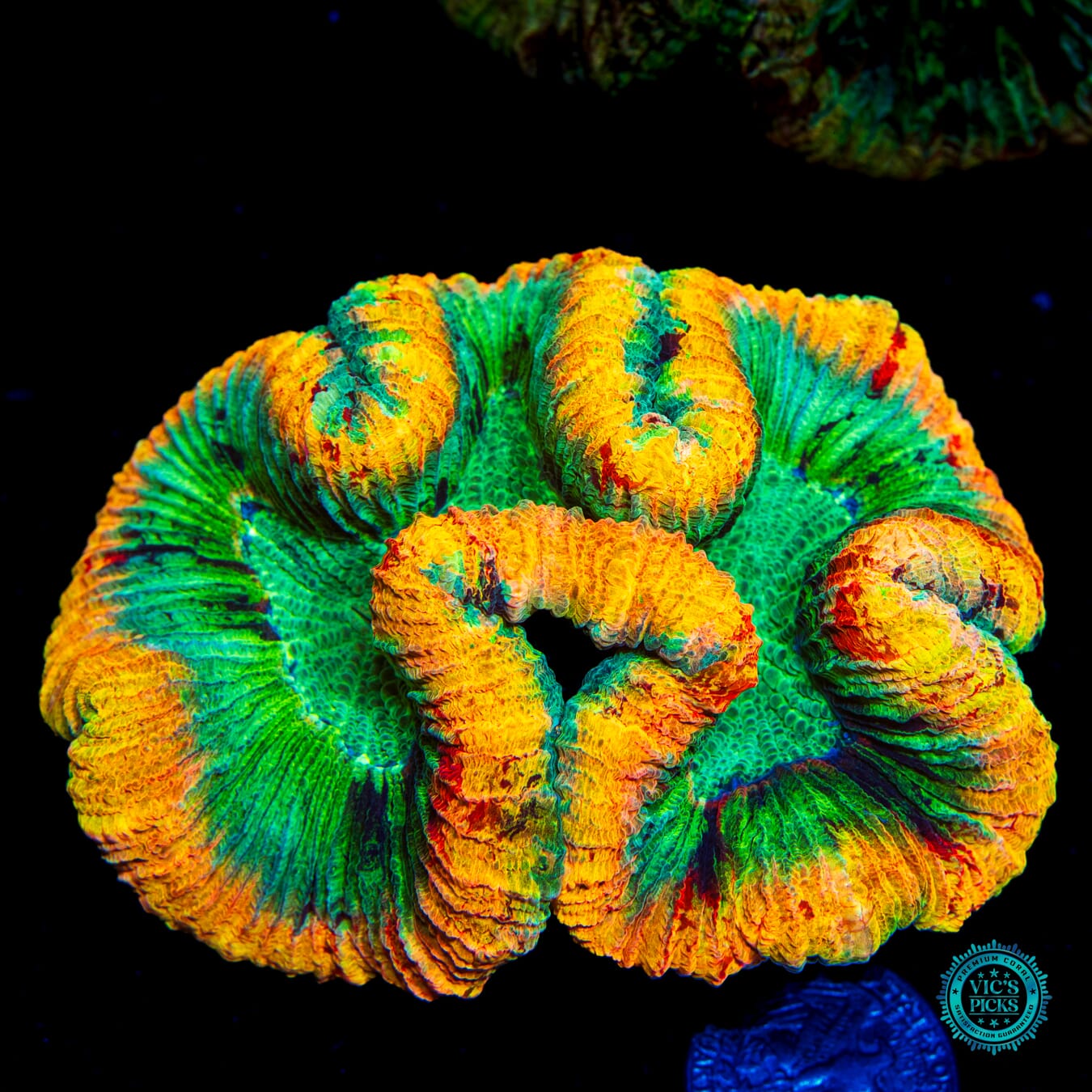 Inner Flame Trachyphyllia - Daylight Photo