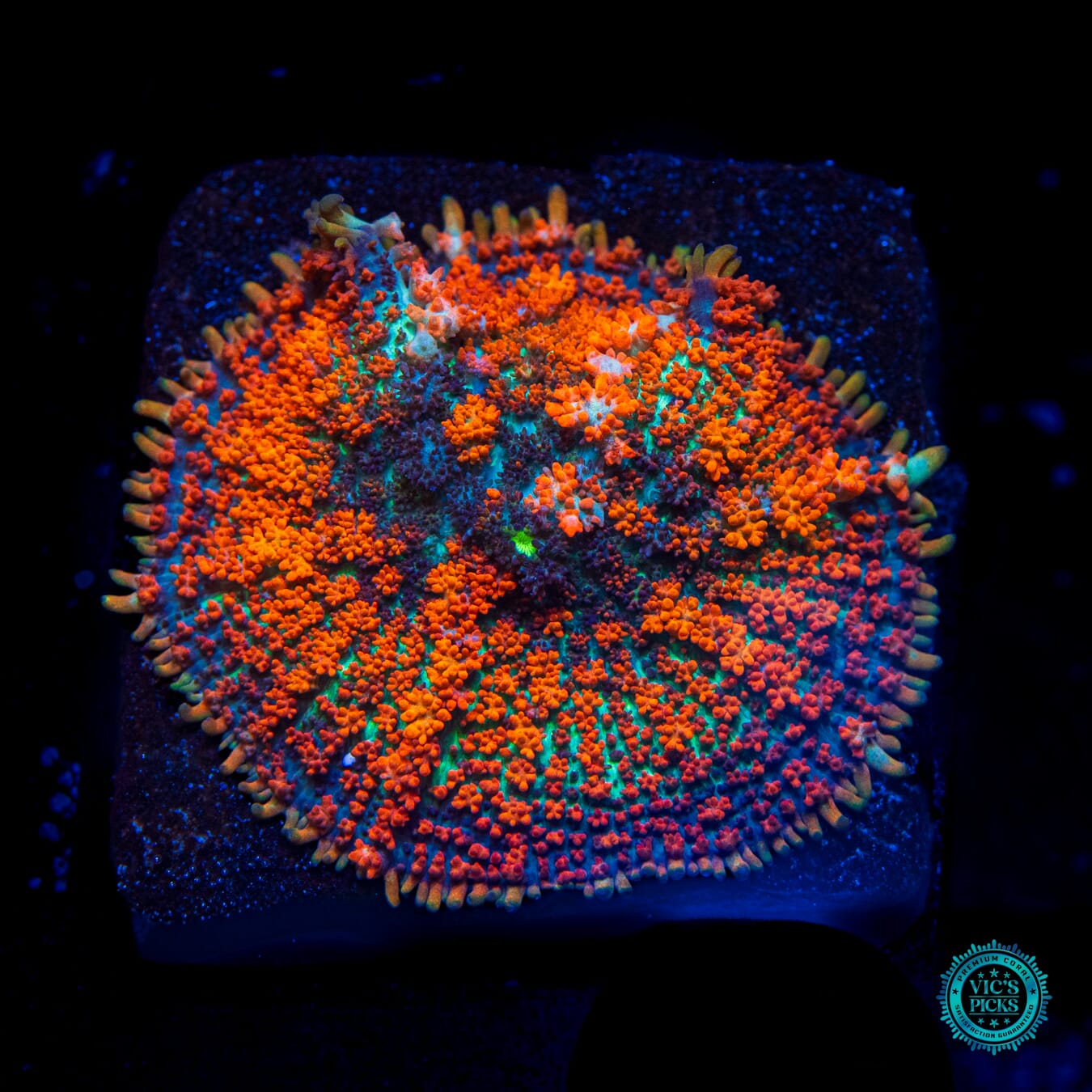 Muy Fuego Carpet Mushroom - Daylight Photo