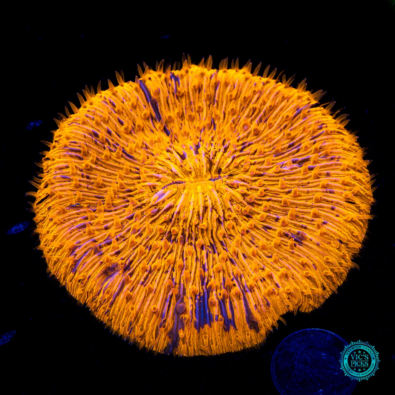 Eternal Sun Plate - Daylight Photo