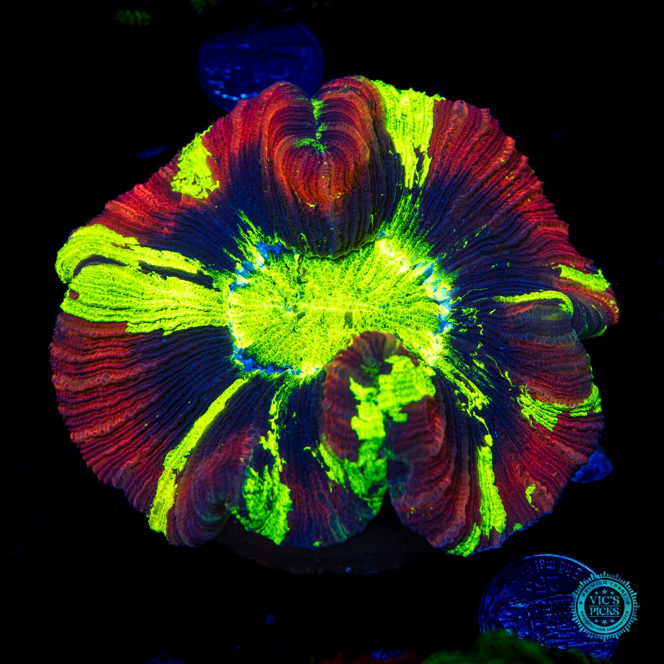 Lightning and Brimstone Trachyphyllia - Daylight Photo