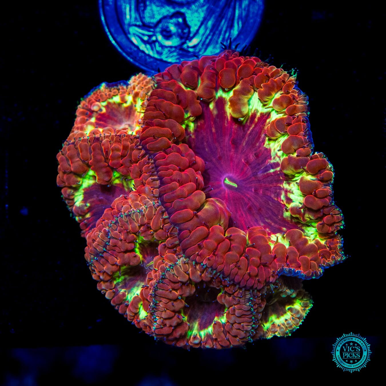 Fire Orchid Blastomussa - Daylight Photo