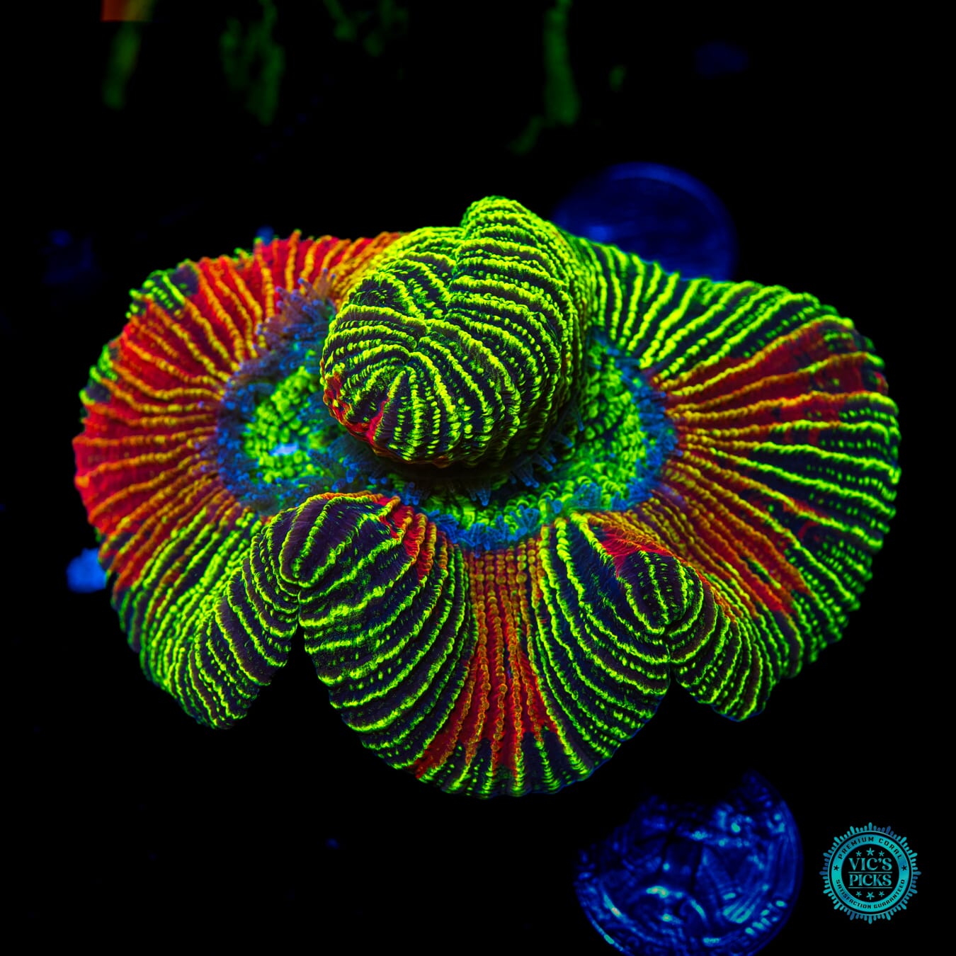 Wicked Reverberation Trachyphyllia - Daylight Photo