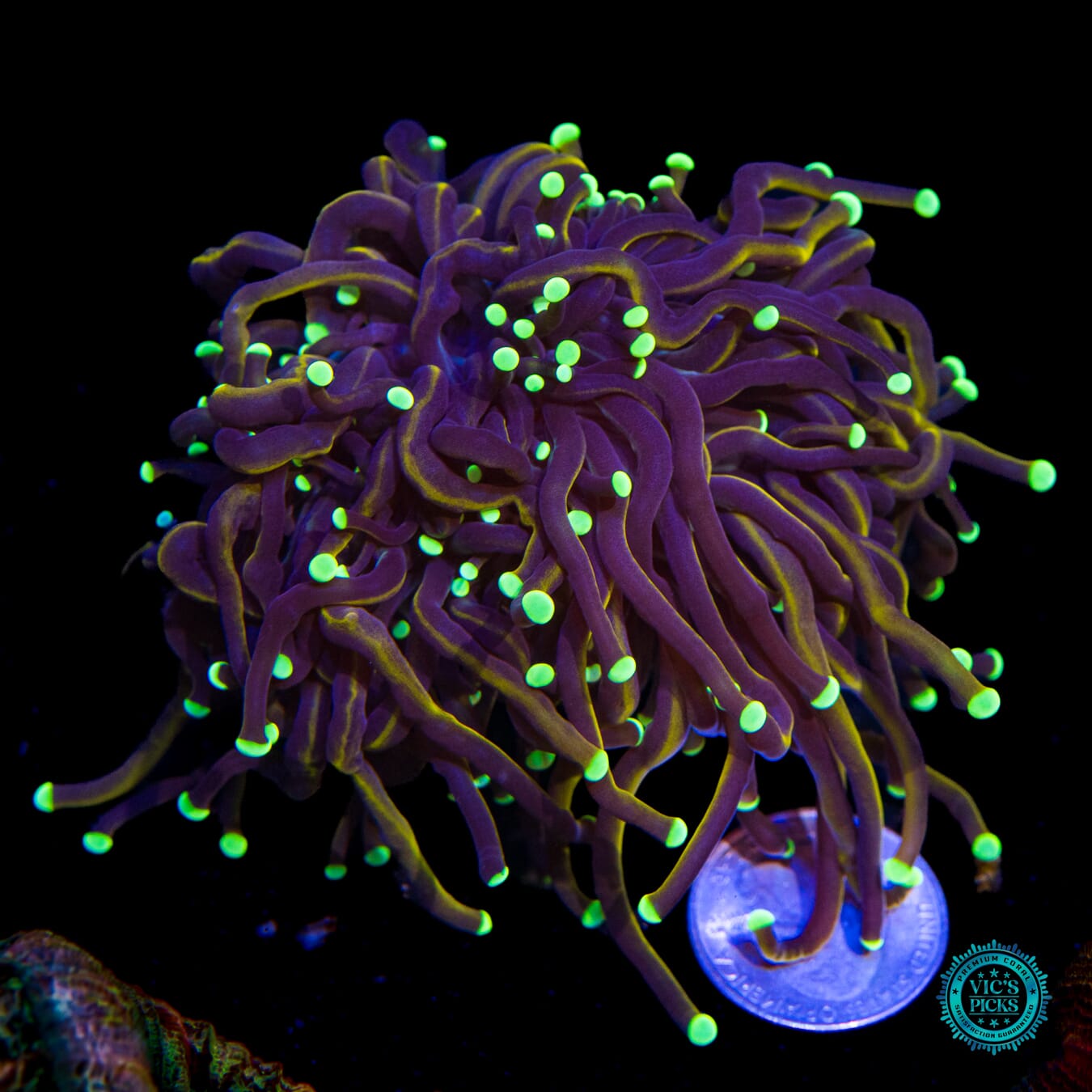 WWC Night Vision Torch - Actinic Photo