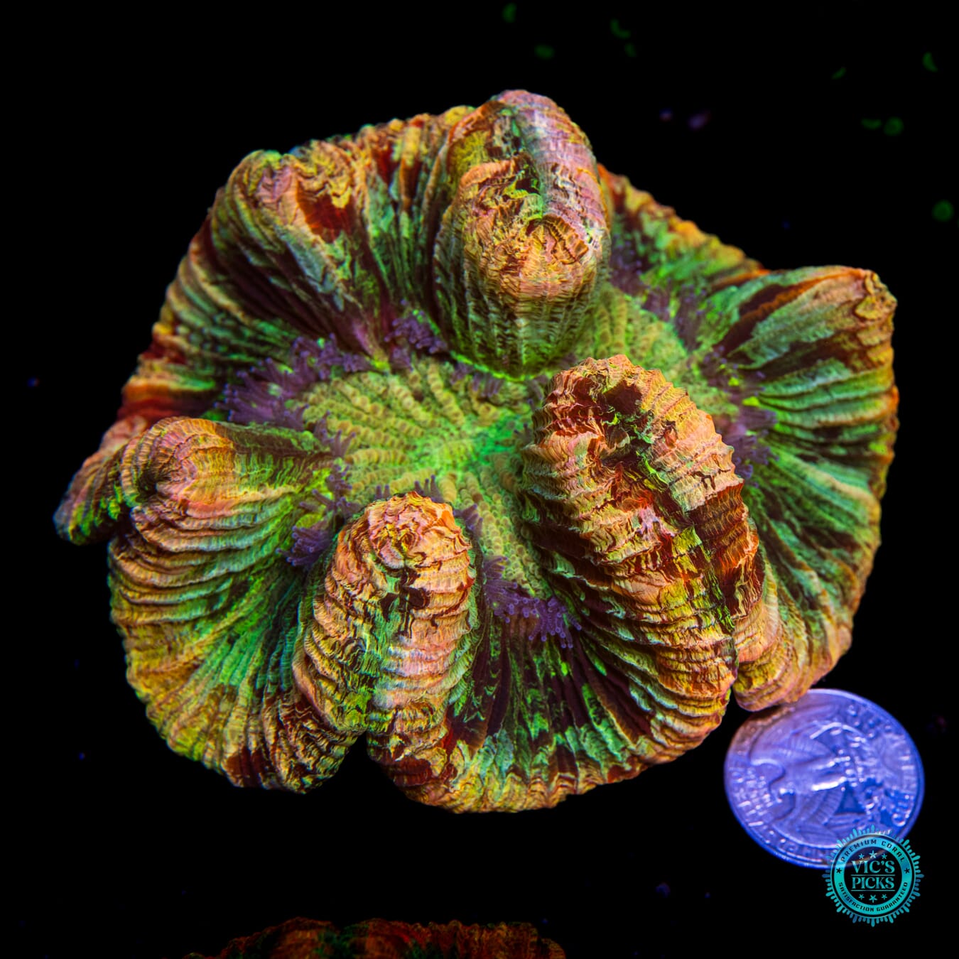 Tropical Splatter Platter Trachyphyllia - Actinic Photo