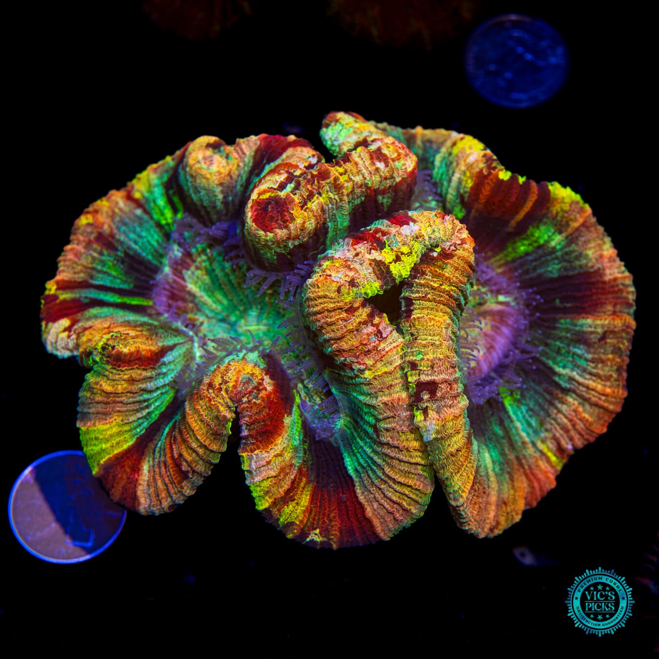 Rainbow Ridge Trachyphyllia - Actinic Photo