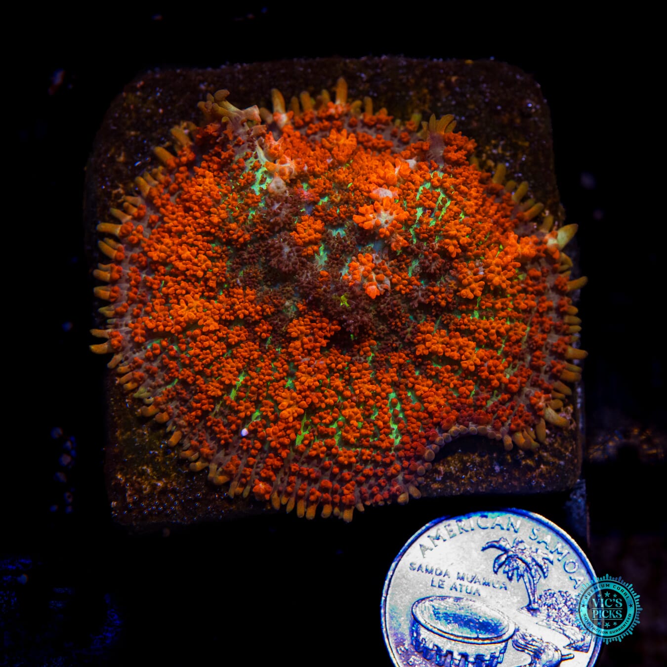Muy Fuego Carpet Mushroom - Actinic Photo