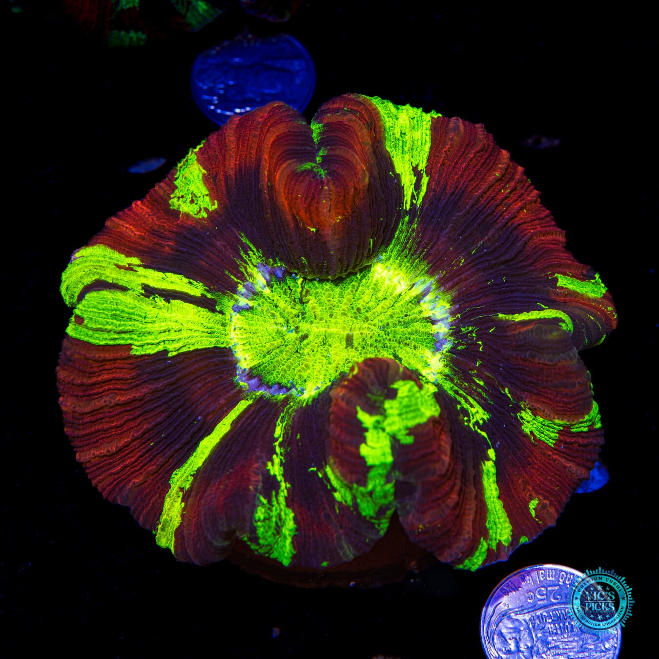 Lightning and Brimstone Trachyphyllia - Actinic Photo
