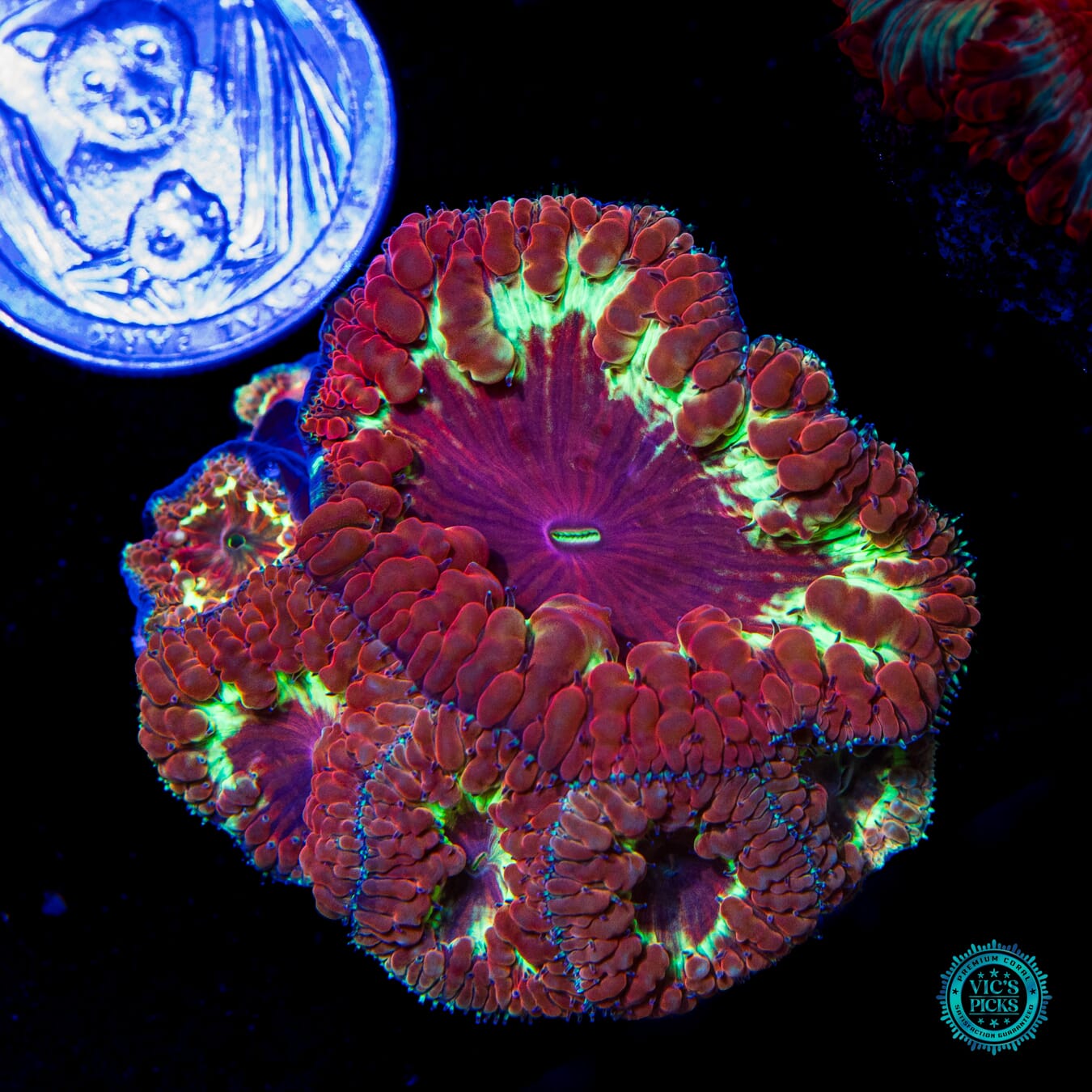 Fire Orchid Blastomussa - Actinic Photo