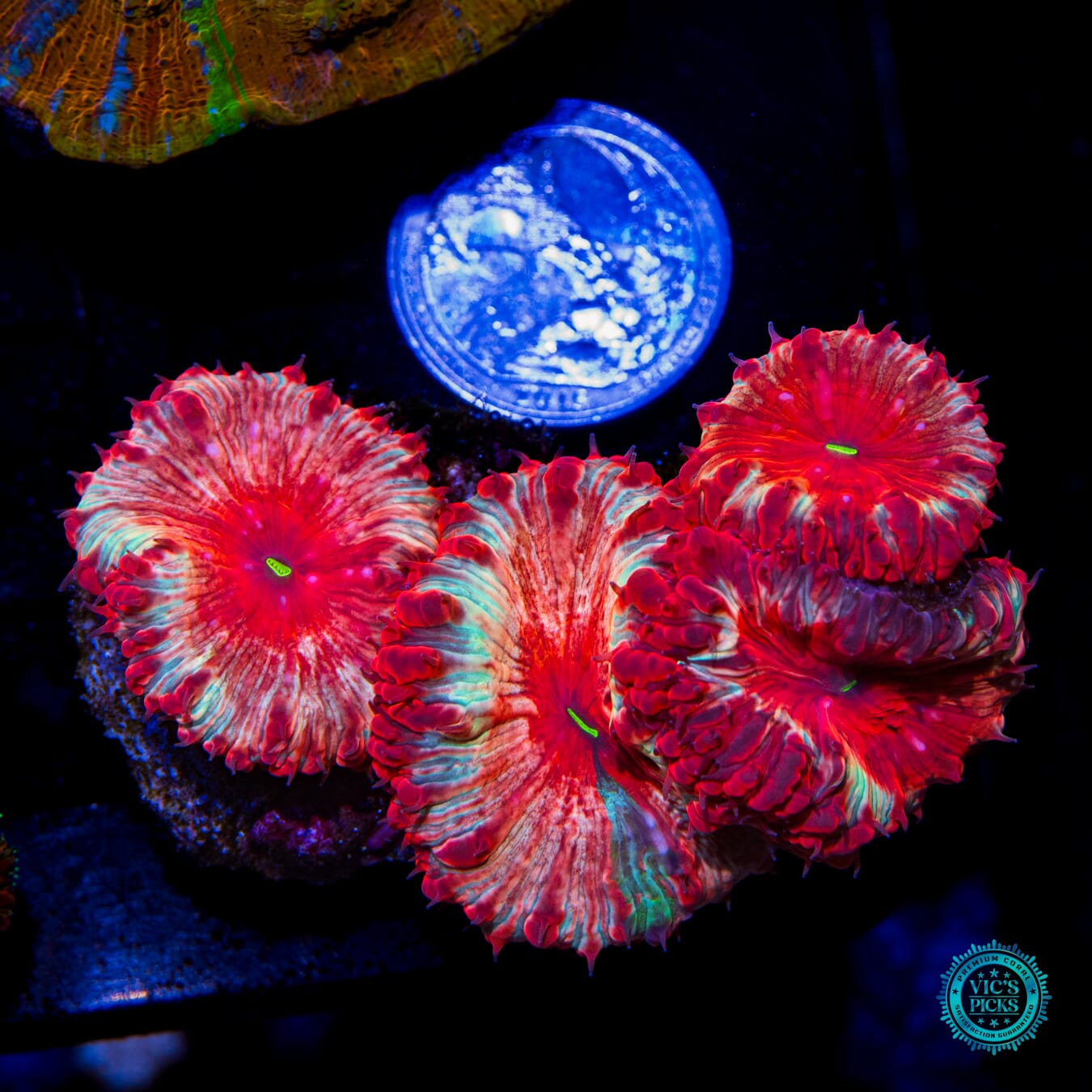 Flaming Strawberry Blastomussa - Actinic Photo